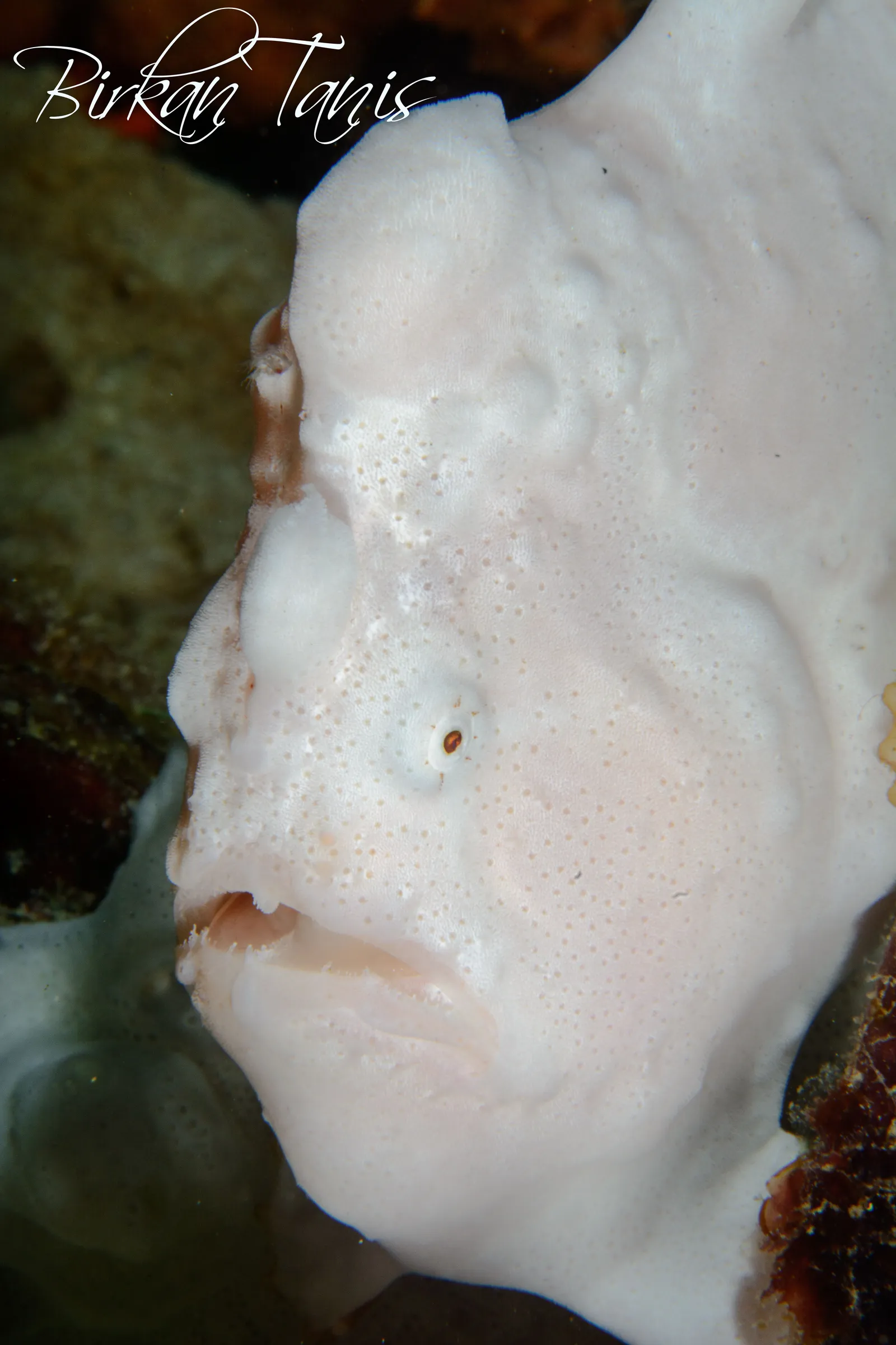 White frogfish portrait