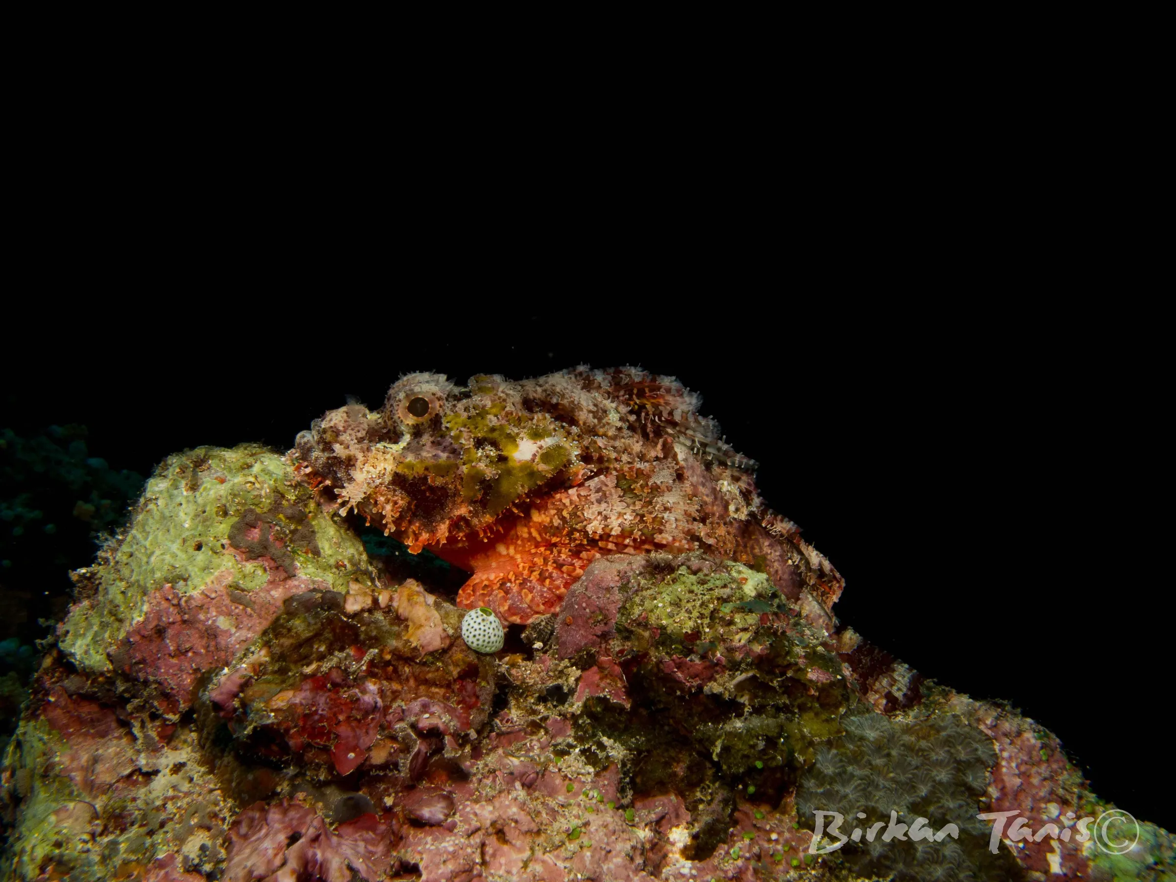 Scorpionfish hiding among coral
