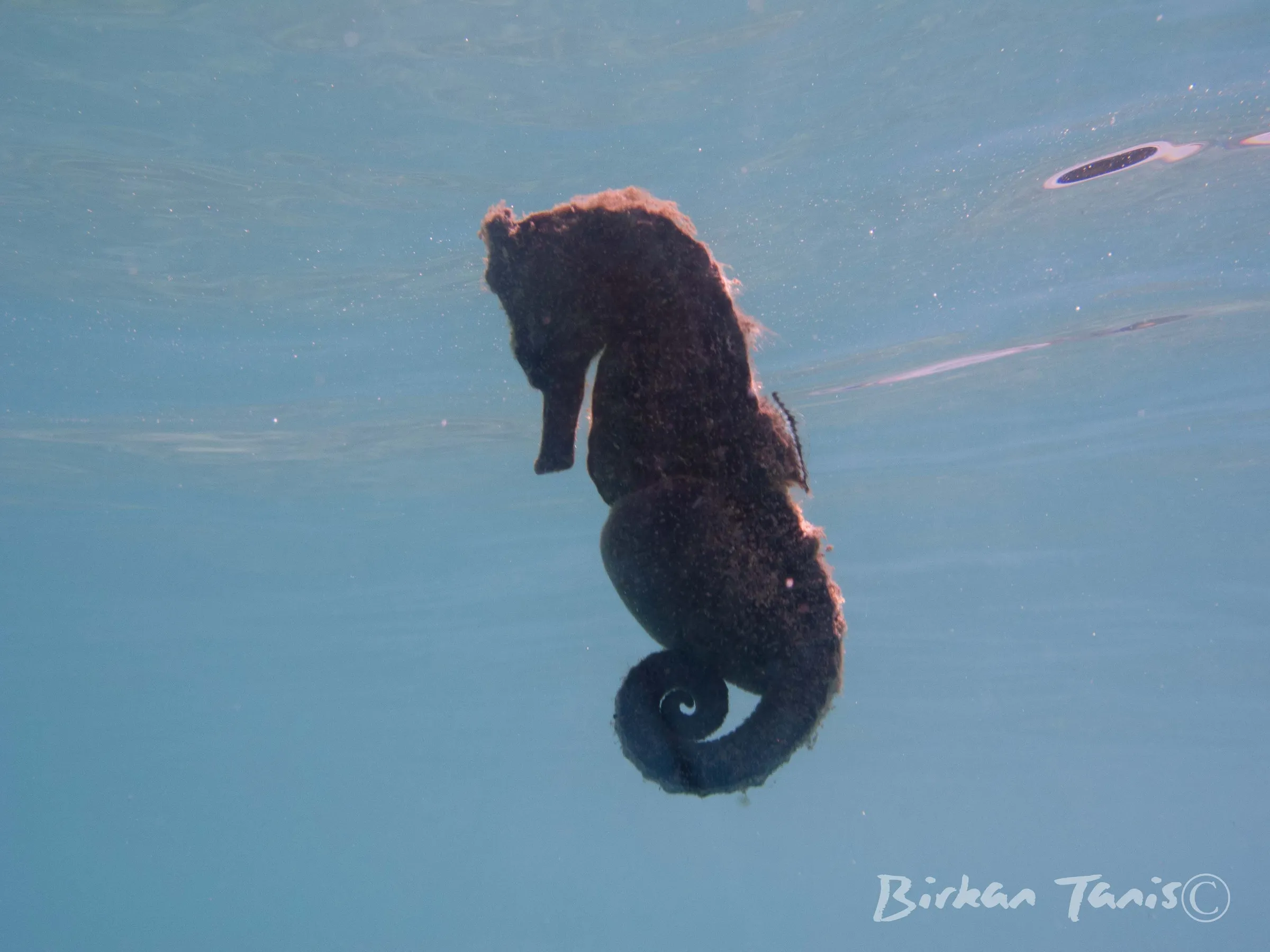 Black seahorse on coral