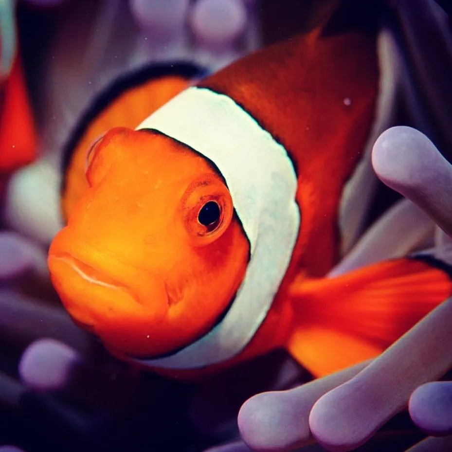 Clownfish in pink anemone