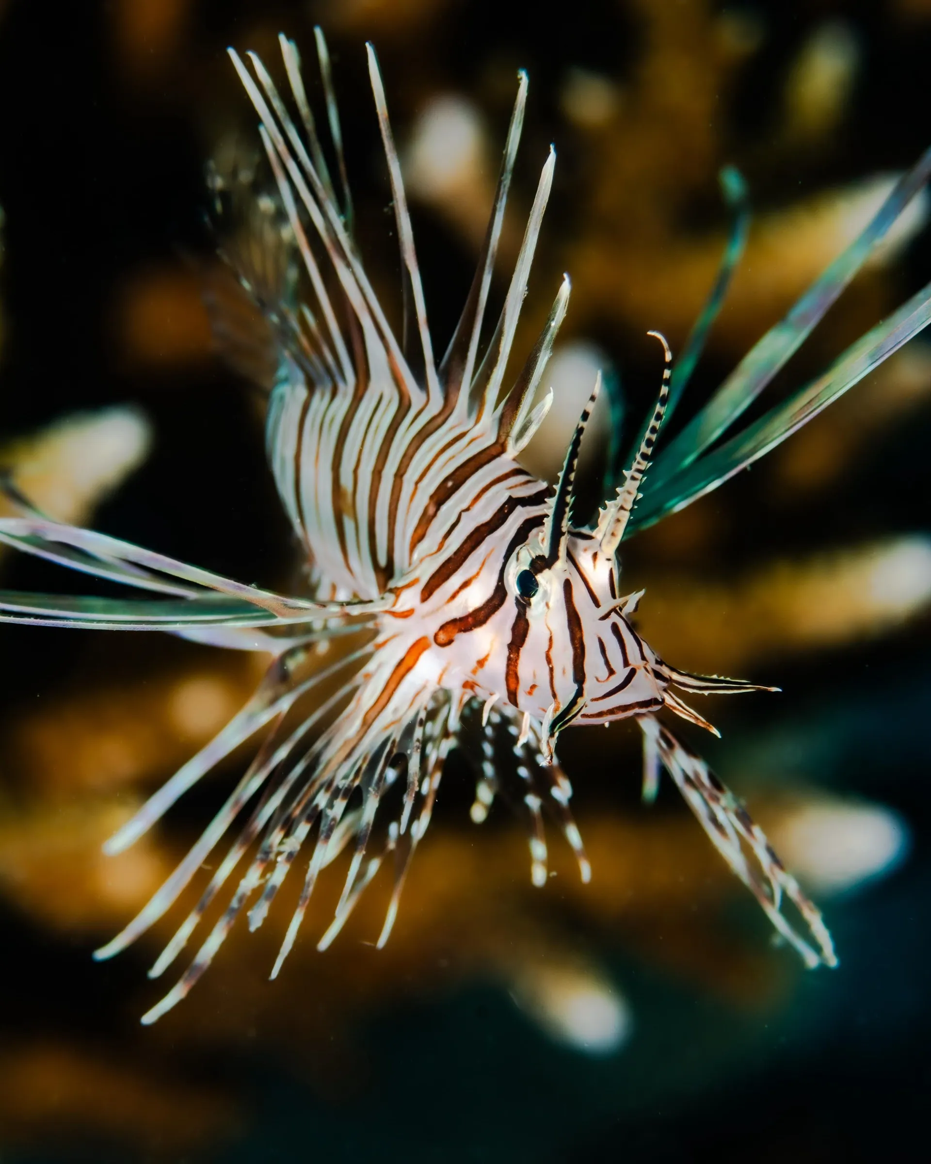 Lionfish in full display