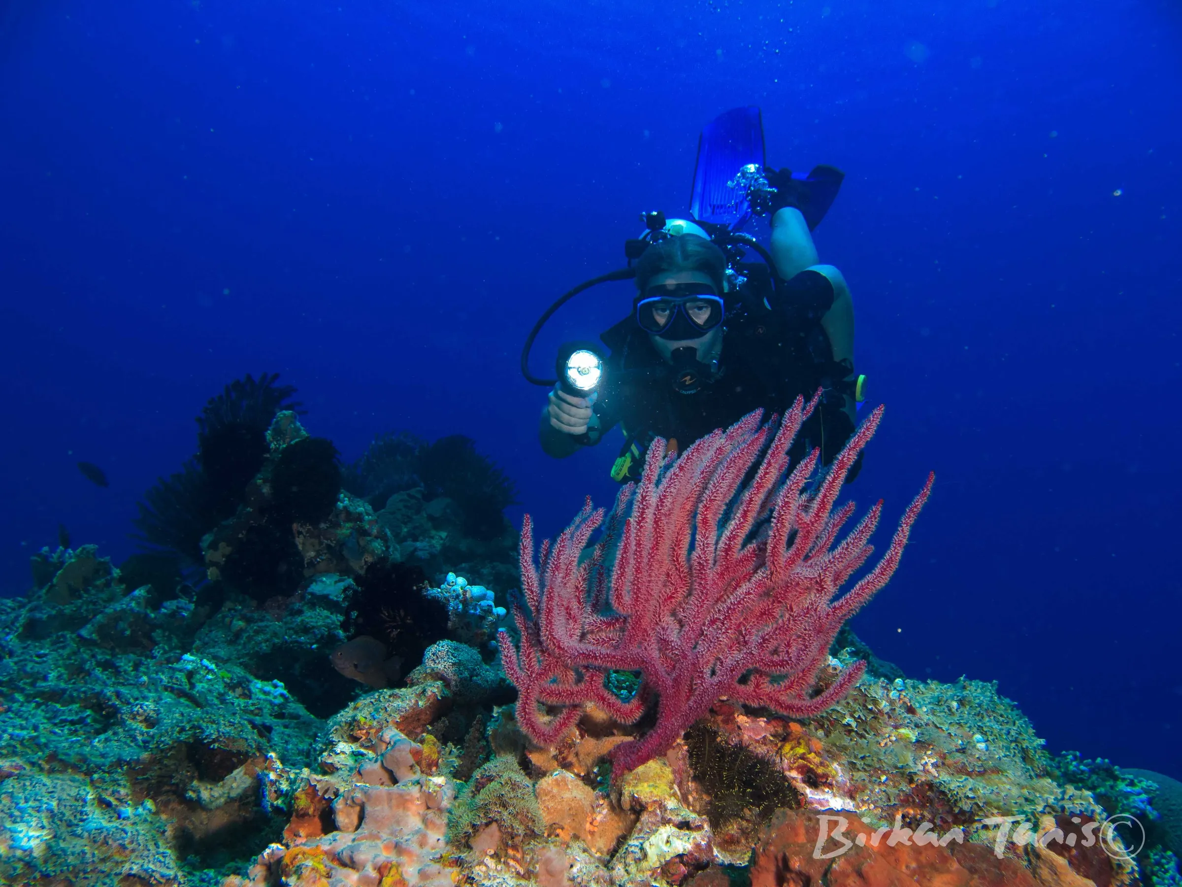 Diver beside sea whip coral