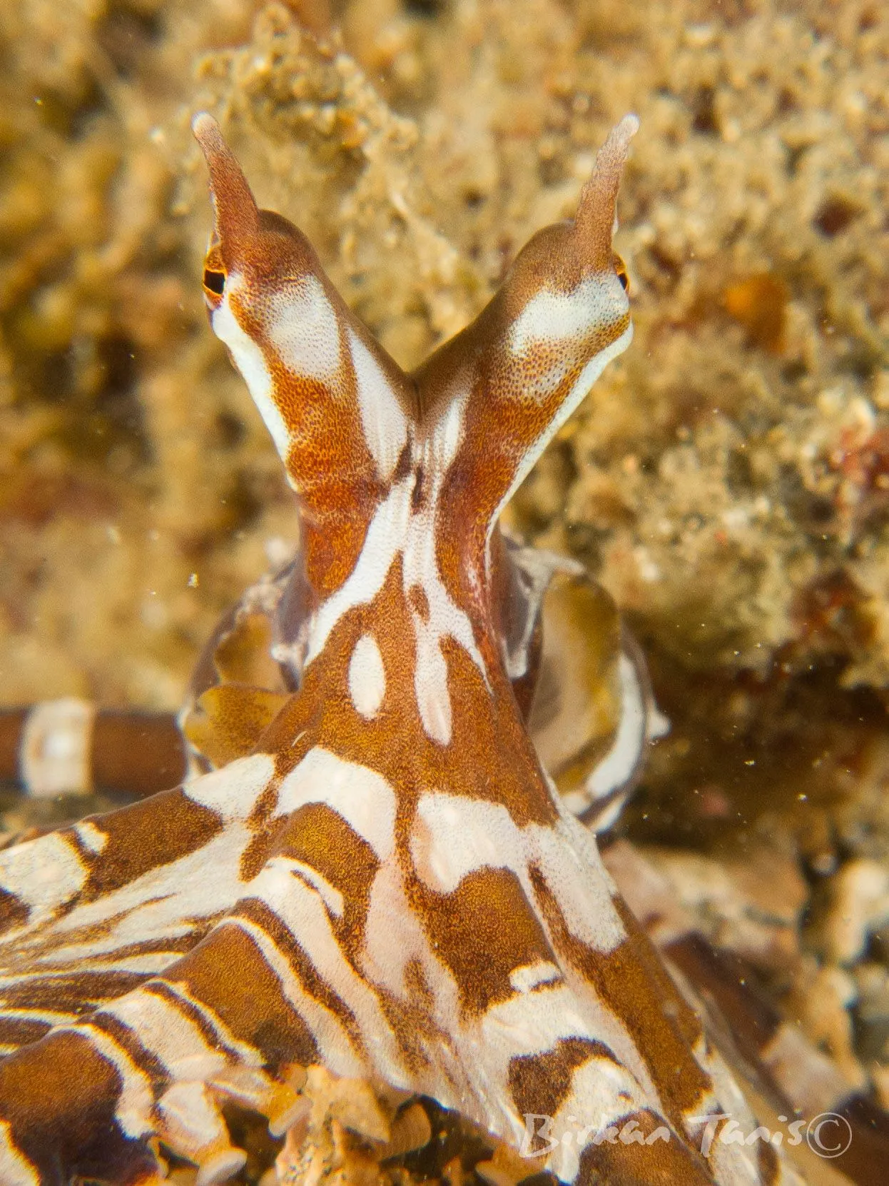 Wonderpus octopus on sand