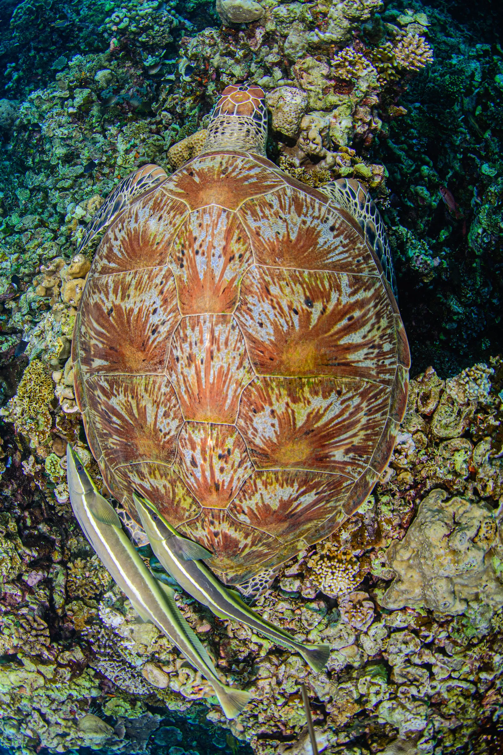 Turtle Shell from above blending with the reef