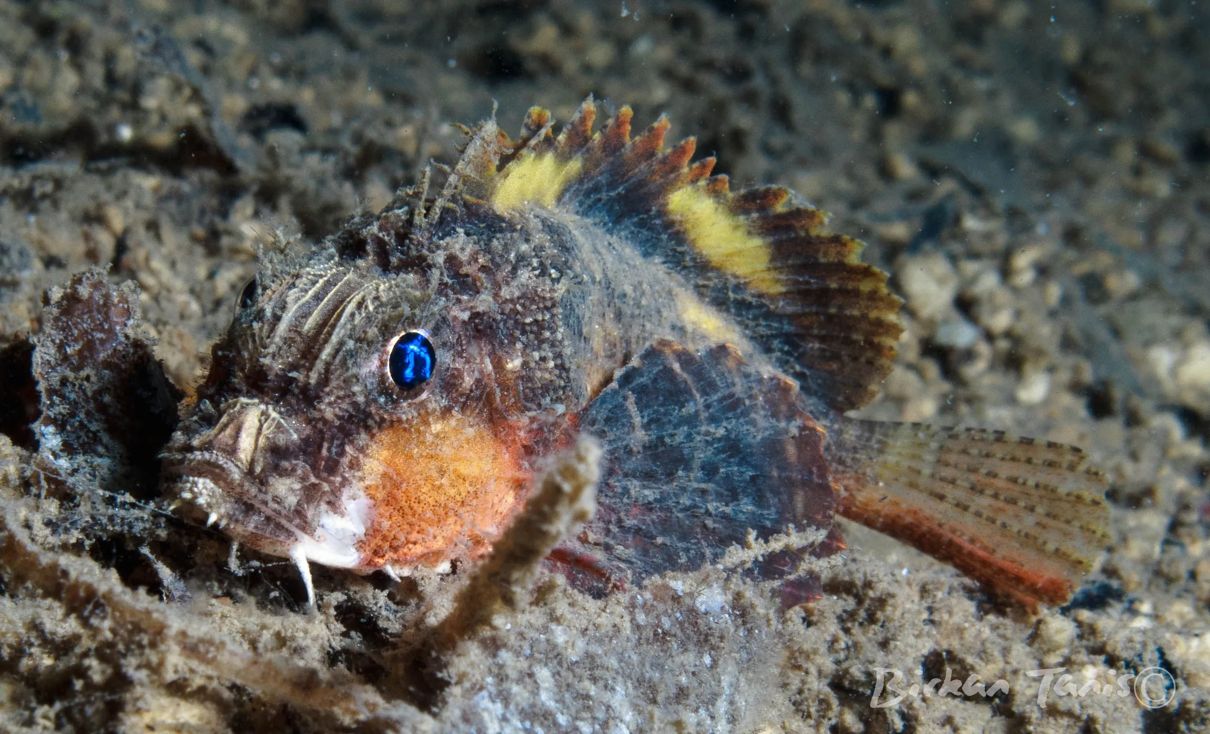 Stonefish camouflaged on the bottom