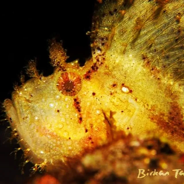 Leaf fish