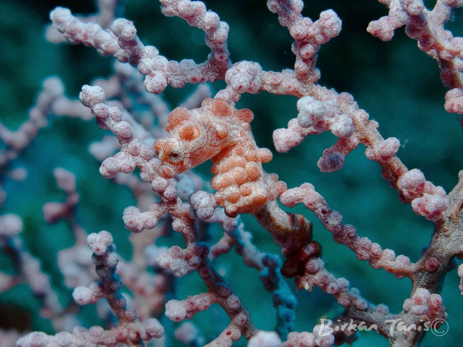 Pygmy seahorses on sea fan