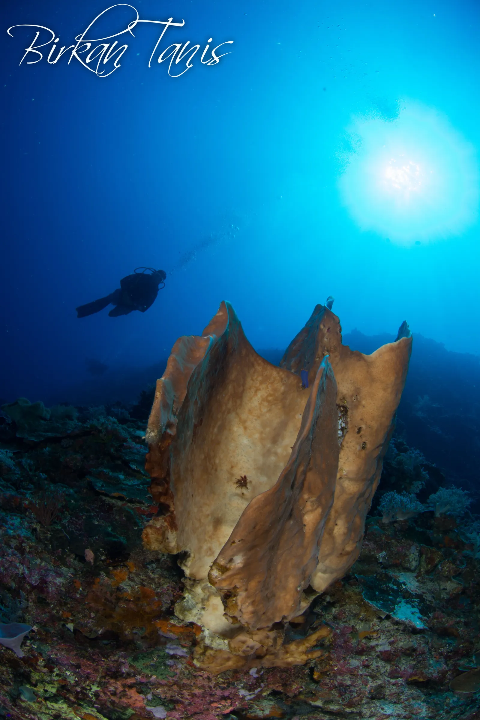 Barrel sponge with diver nearby