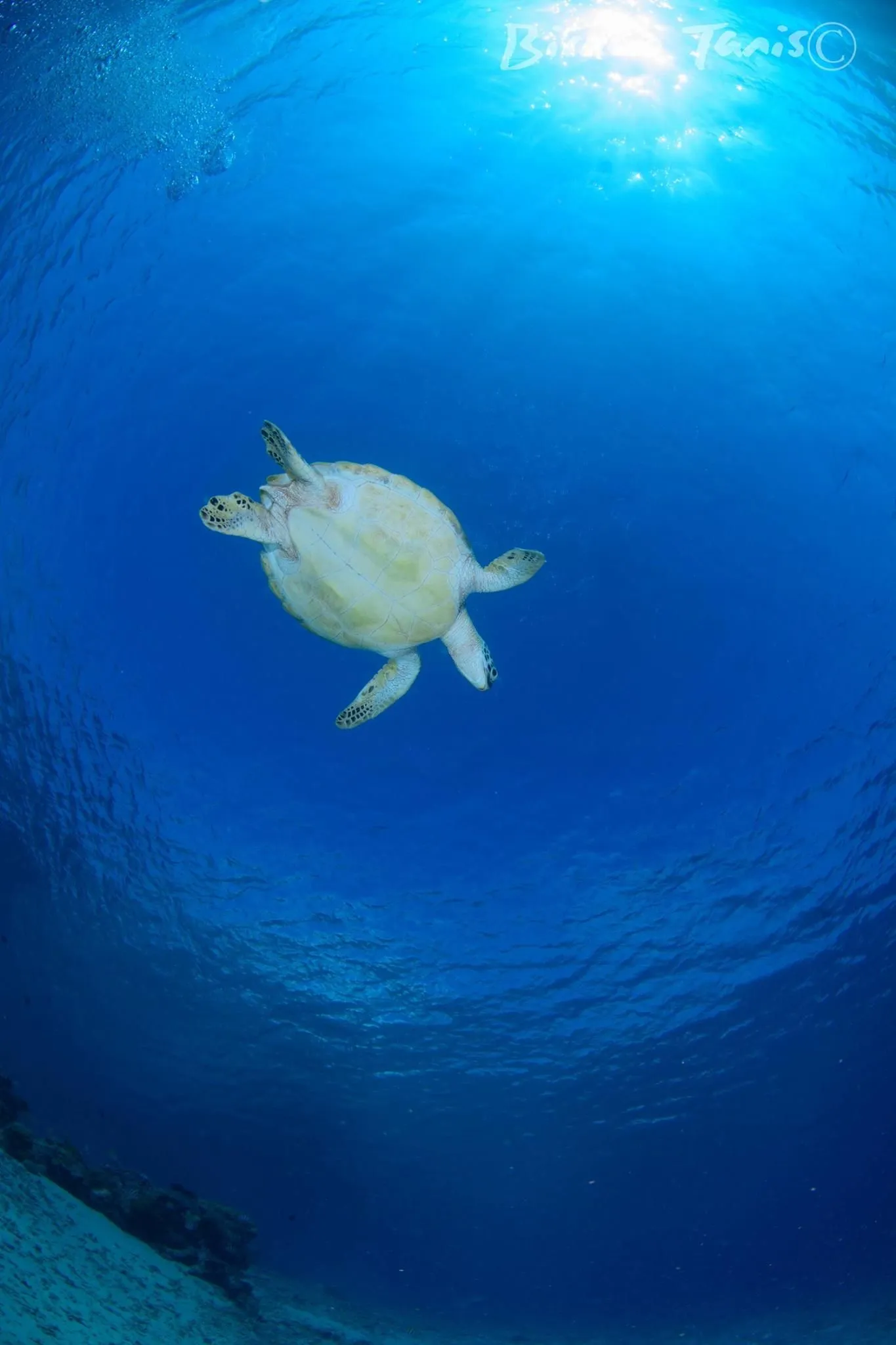 Turtle swimming in the blue