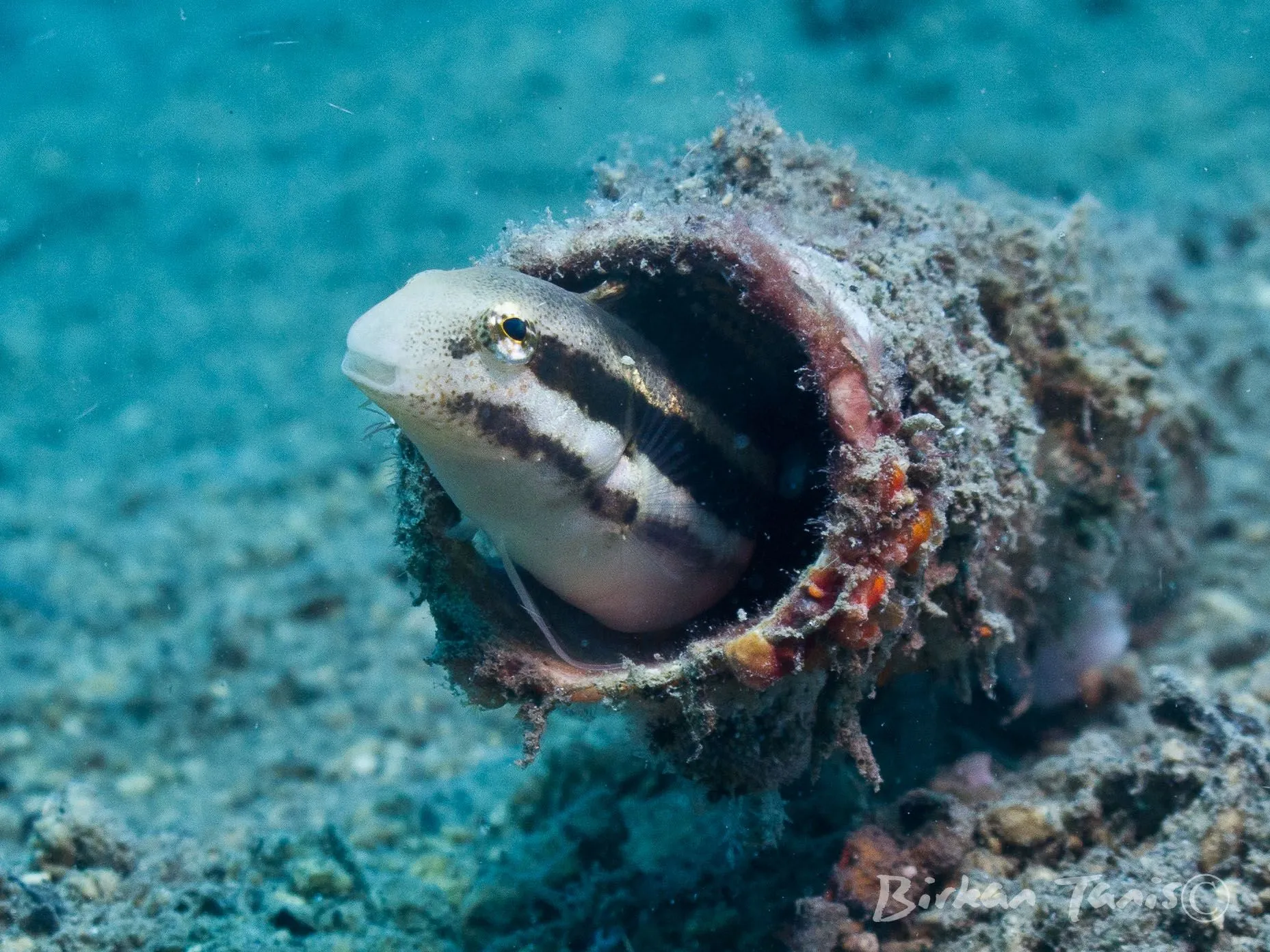 Wrasse