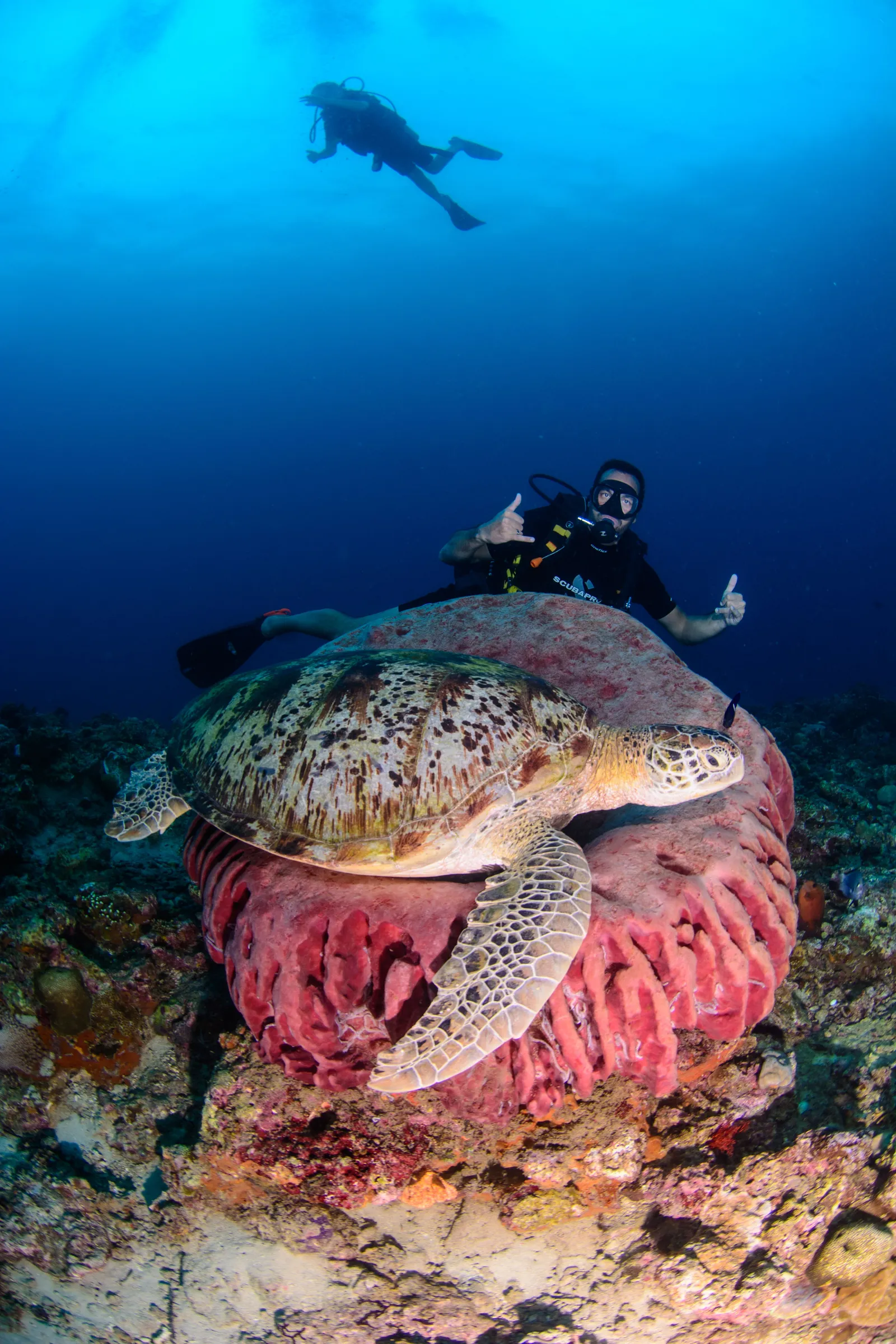 Turtle nestled in a barrel sponge
