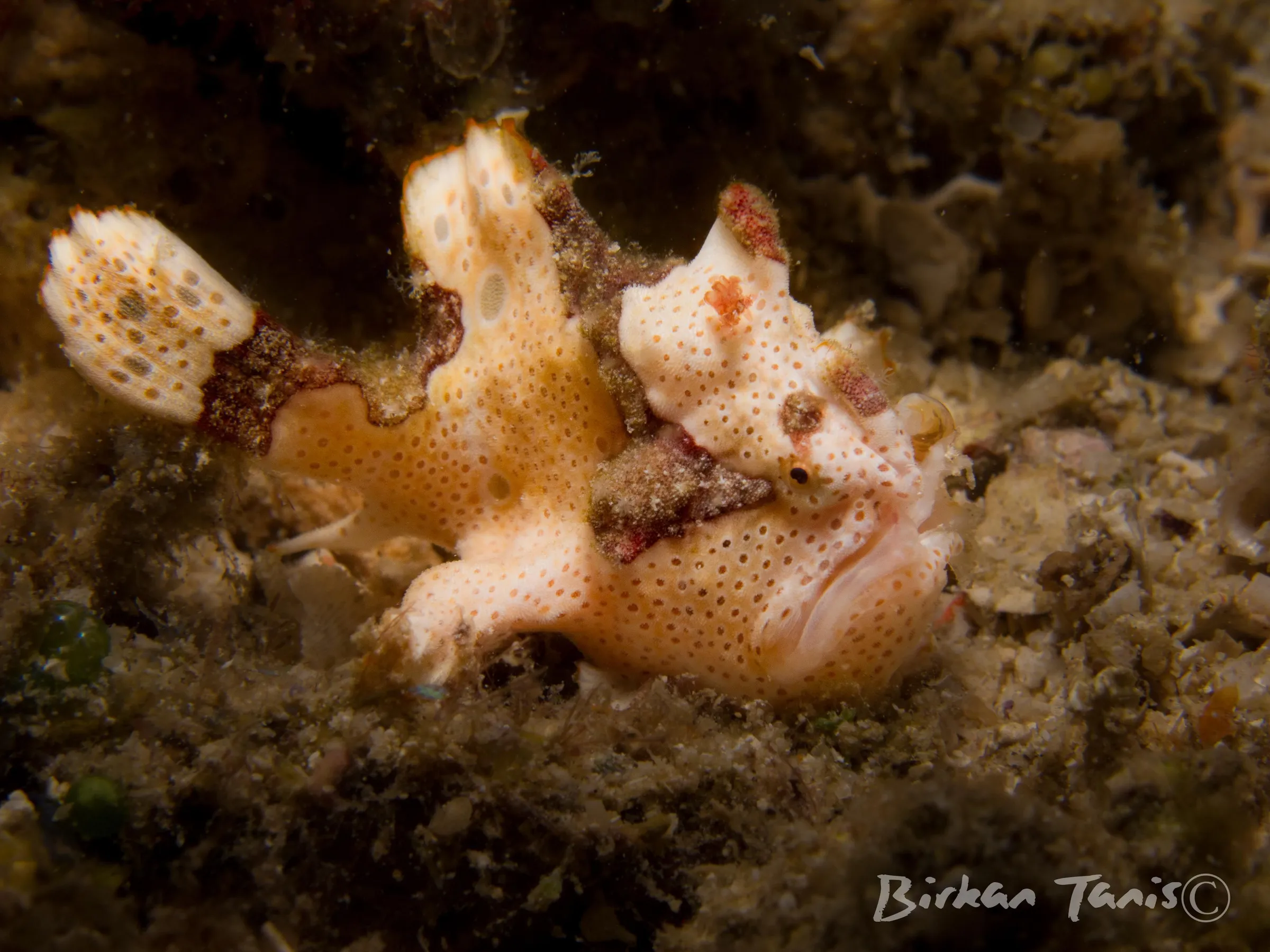 Warty frogfish on coral