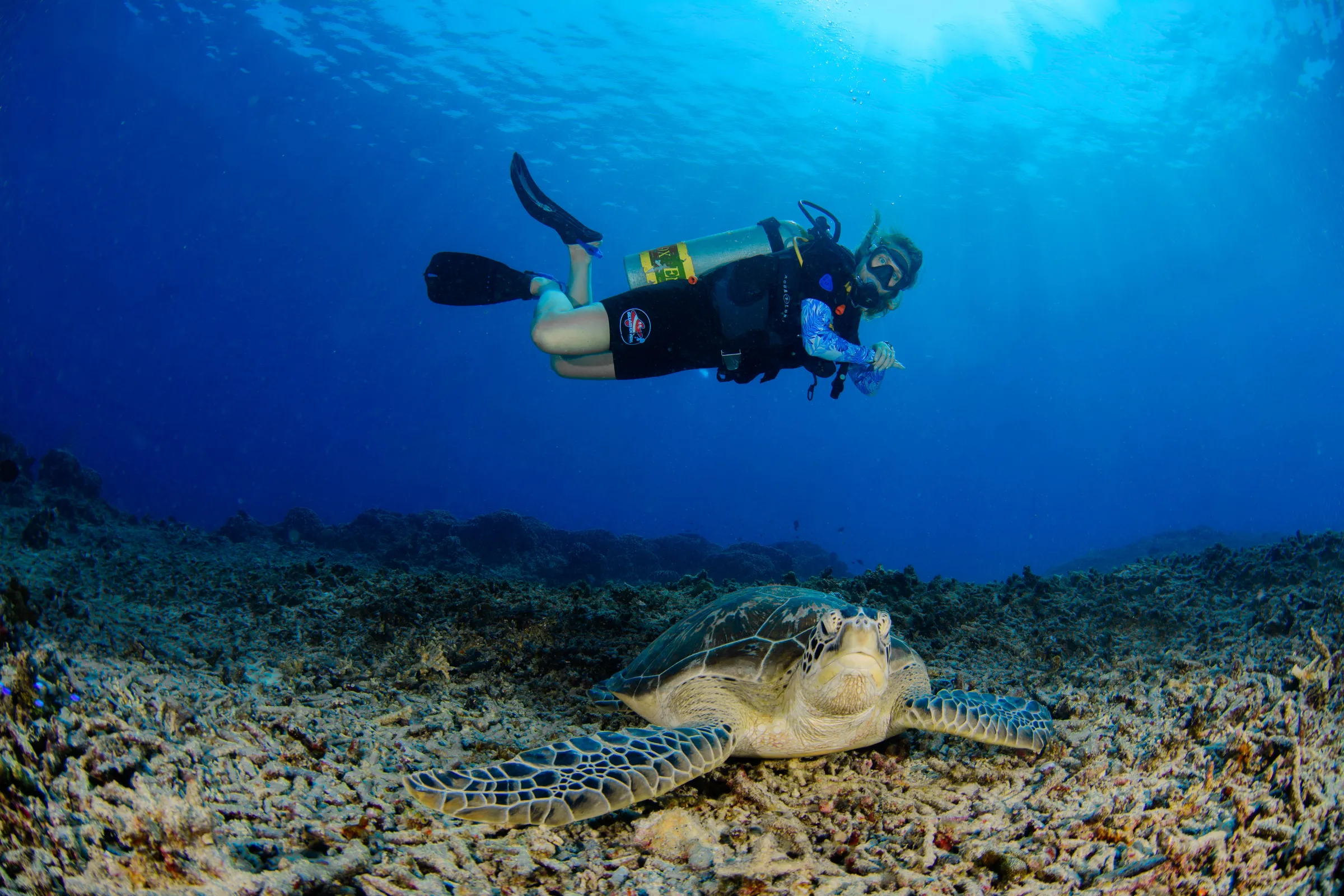Diver above turtle on coral