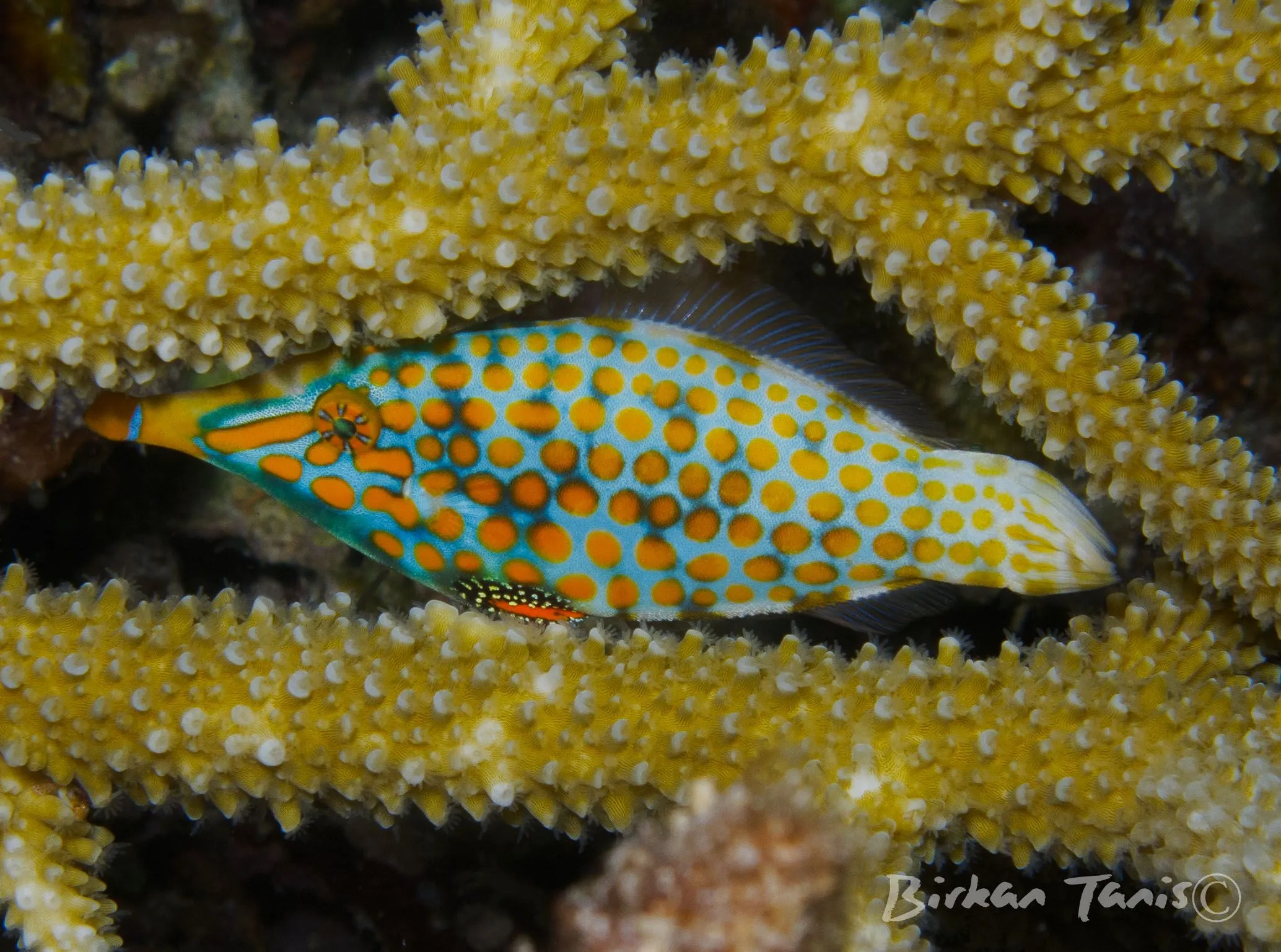 Juvenile filefish on coral