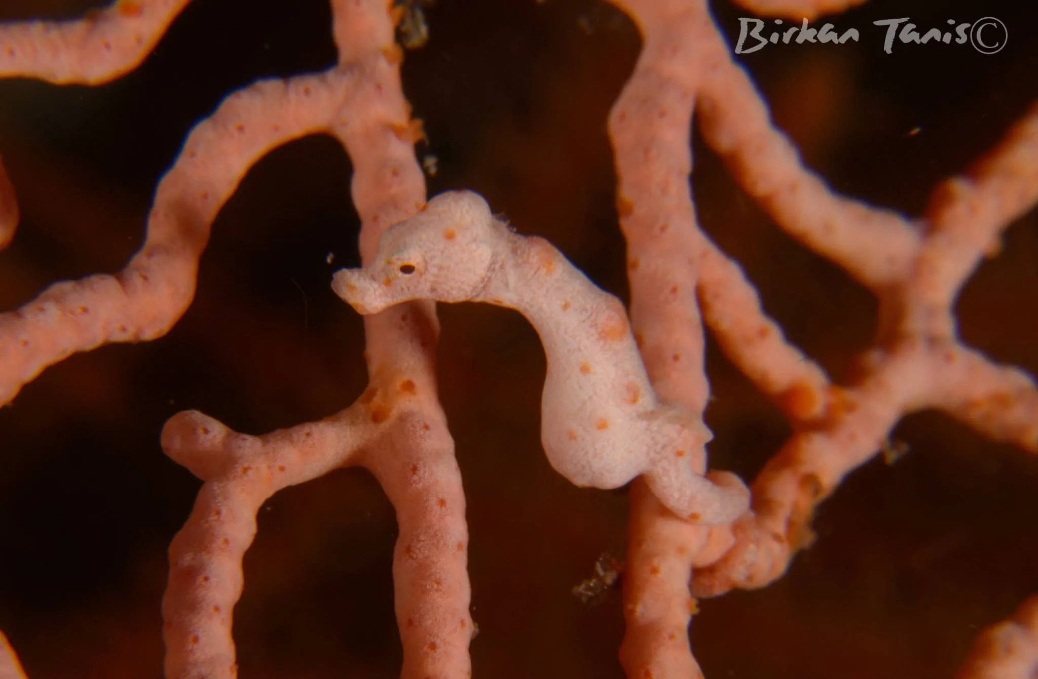 Pygmy seahorse on pink sea fan