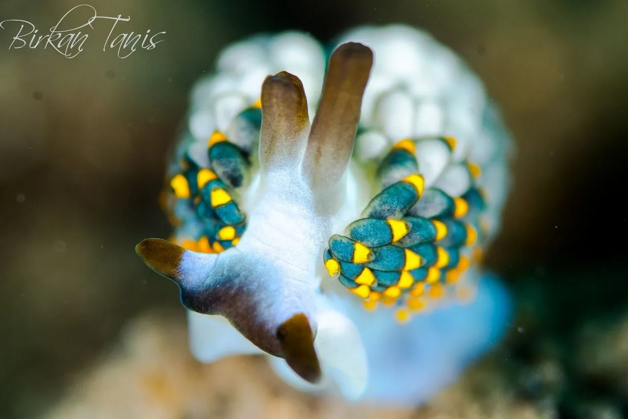 Nudibranch