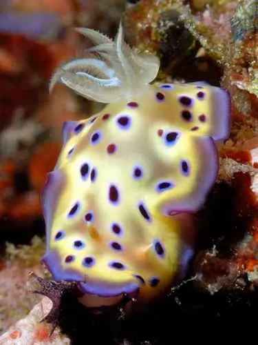 Colorful nudibranch on reef