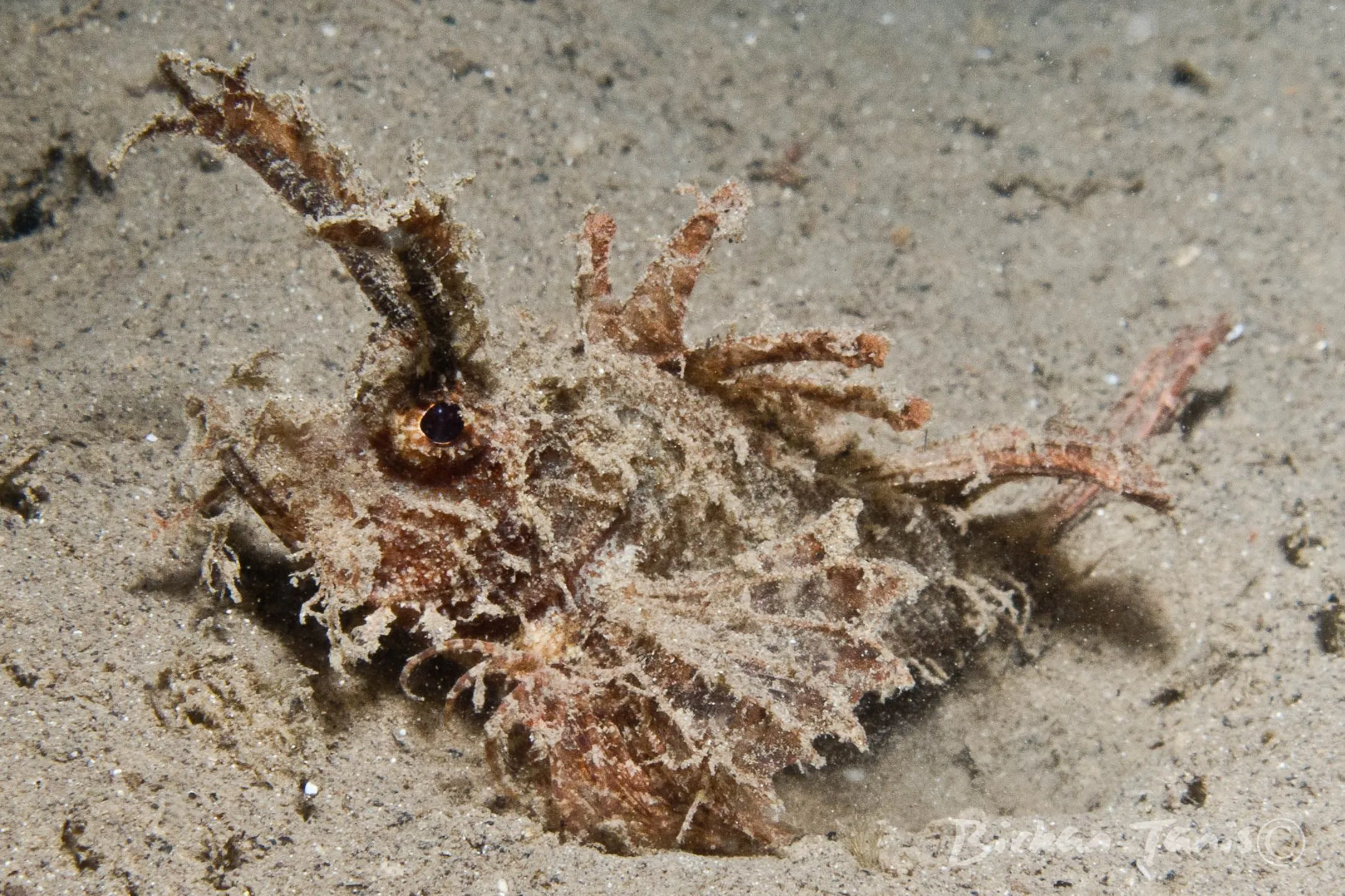 Ambon scorpionfish on sand