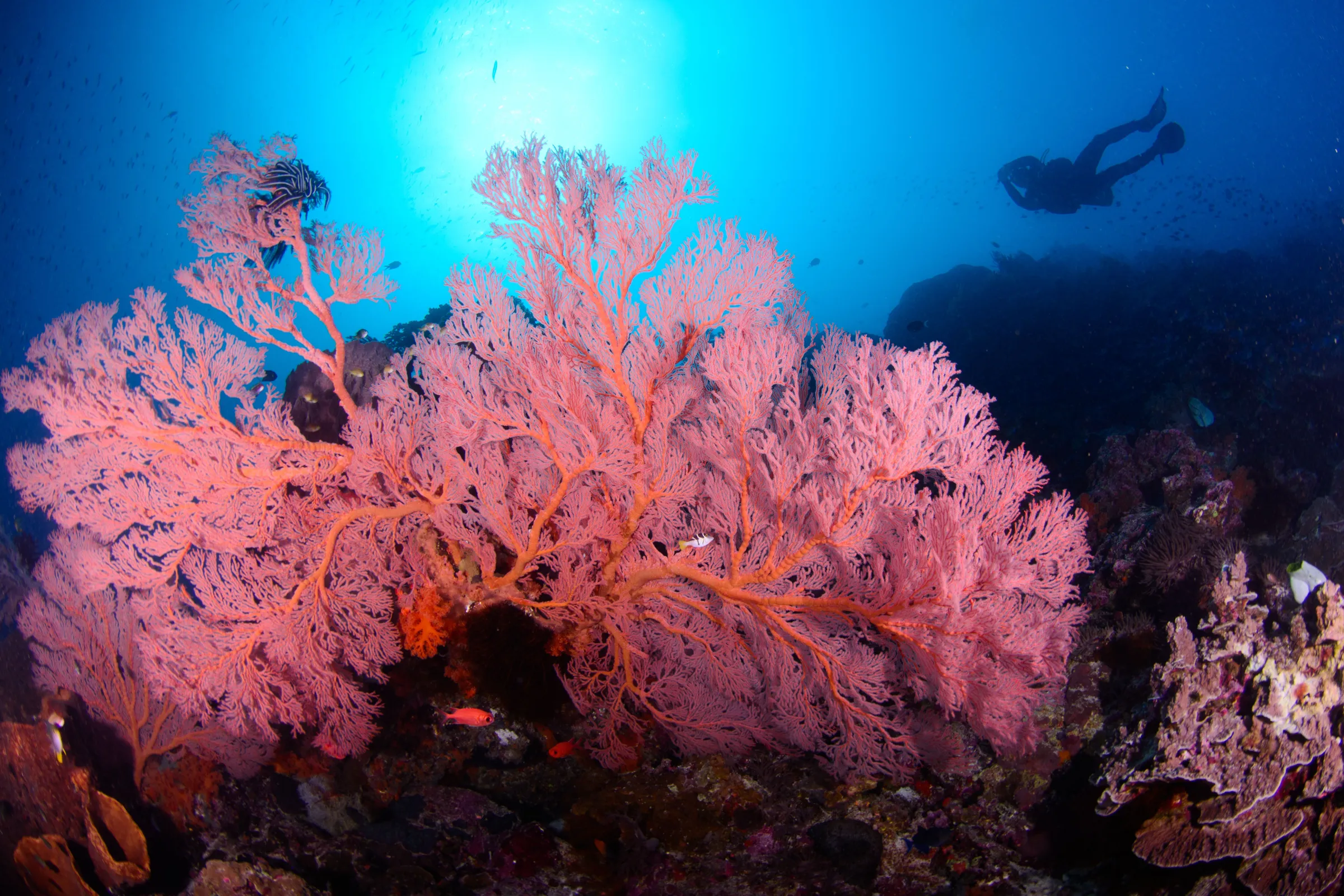 Pink sea fan on the wall