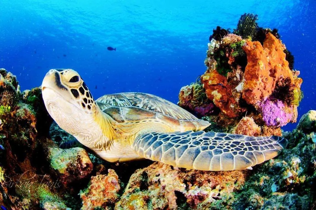 Hawksbill turtle on the reef