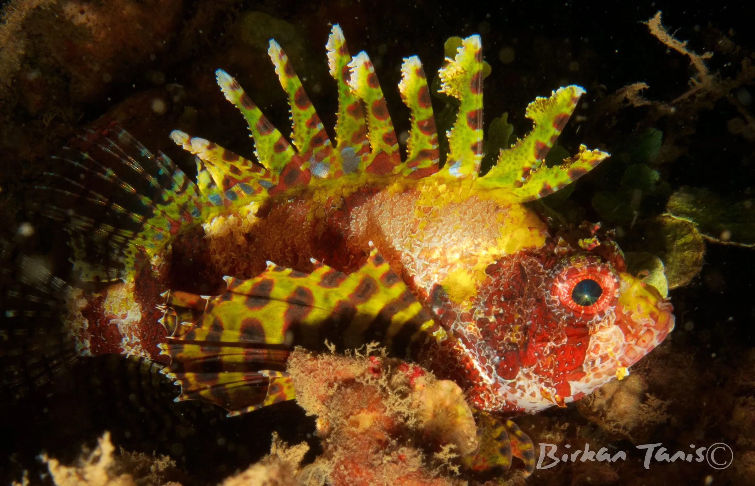 Dwarf Lionfish
