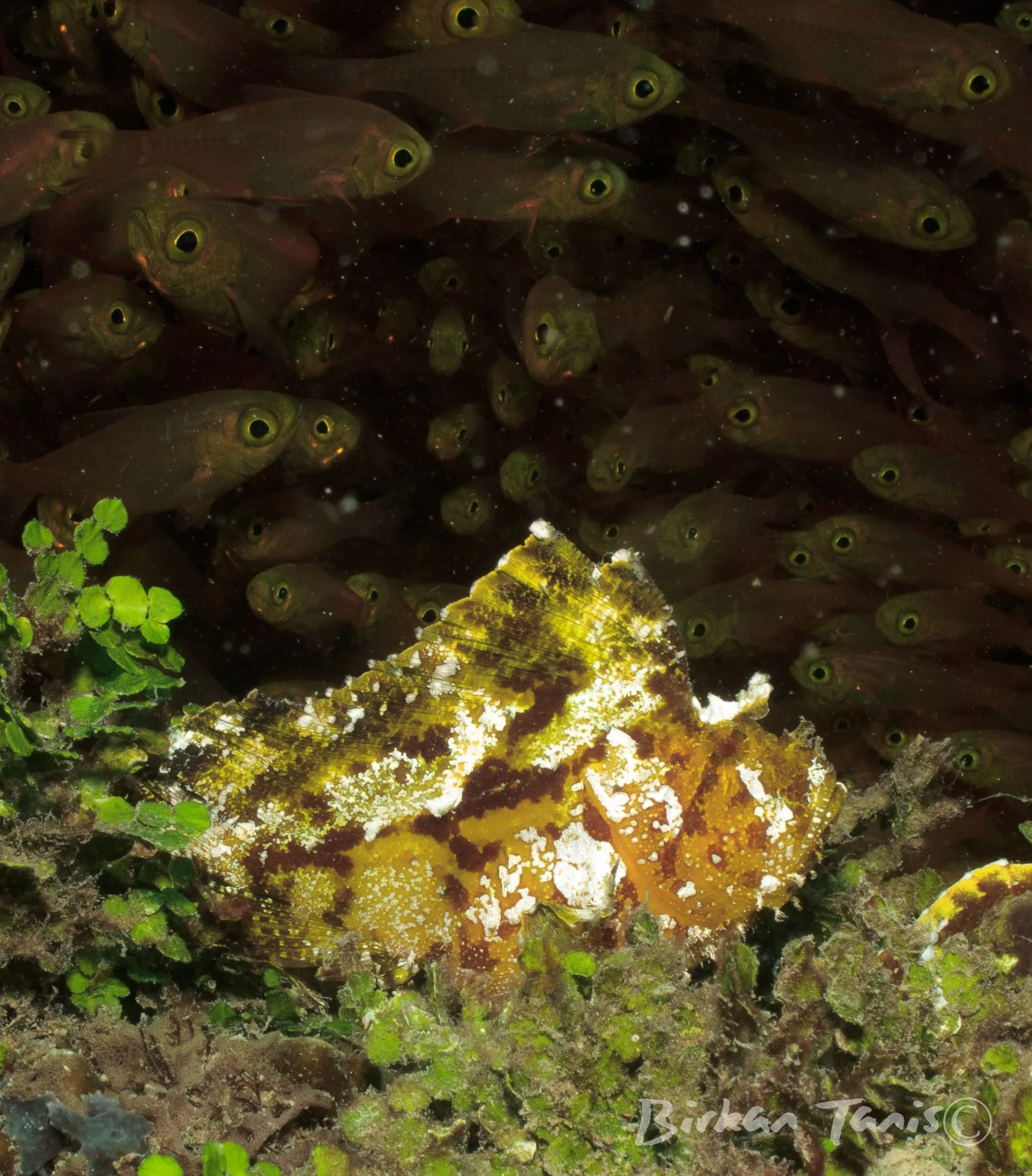 Leaf scorpion fish