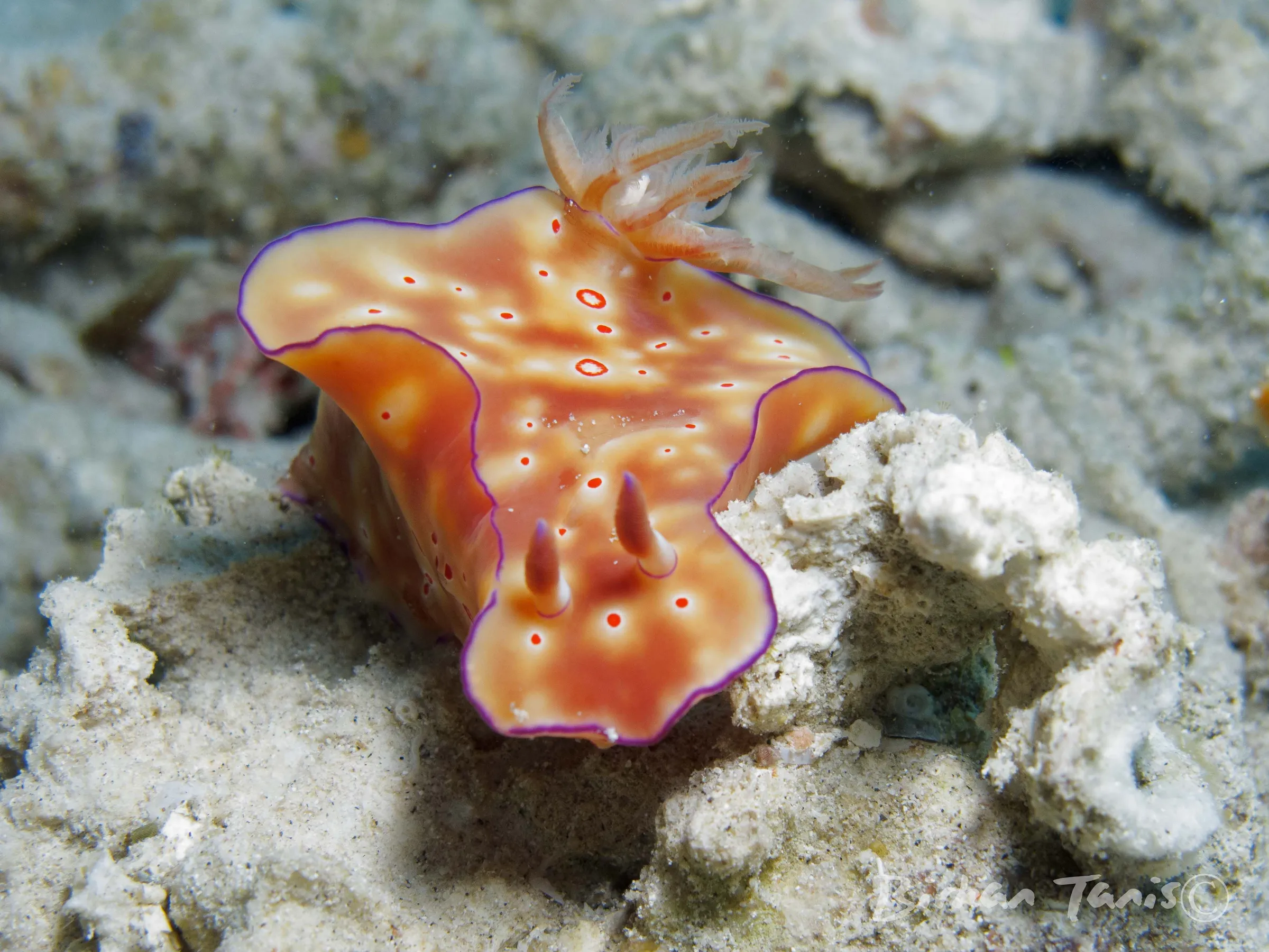 Nudibranch crawling on rubble