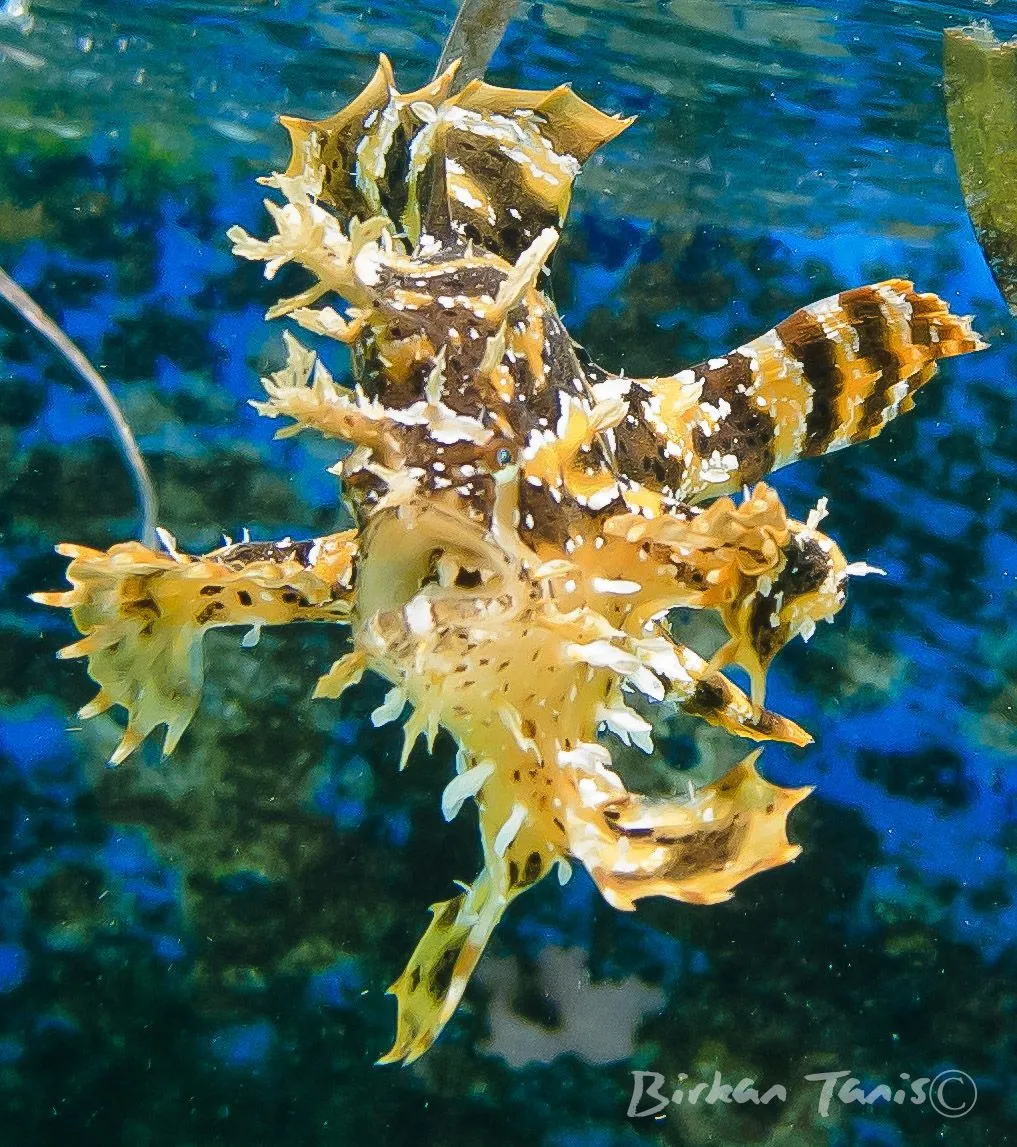 Ornate ghost pipefish vertical