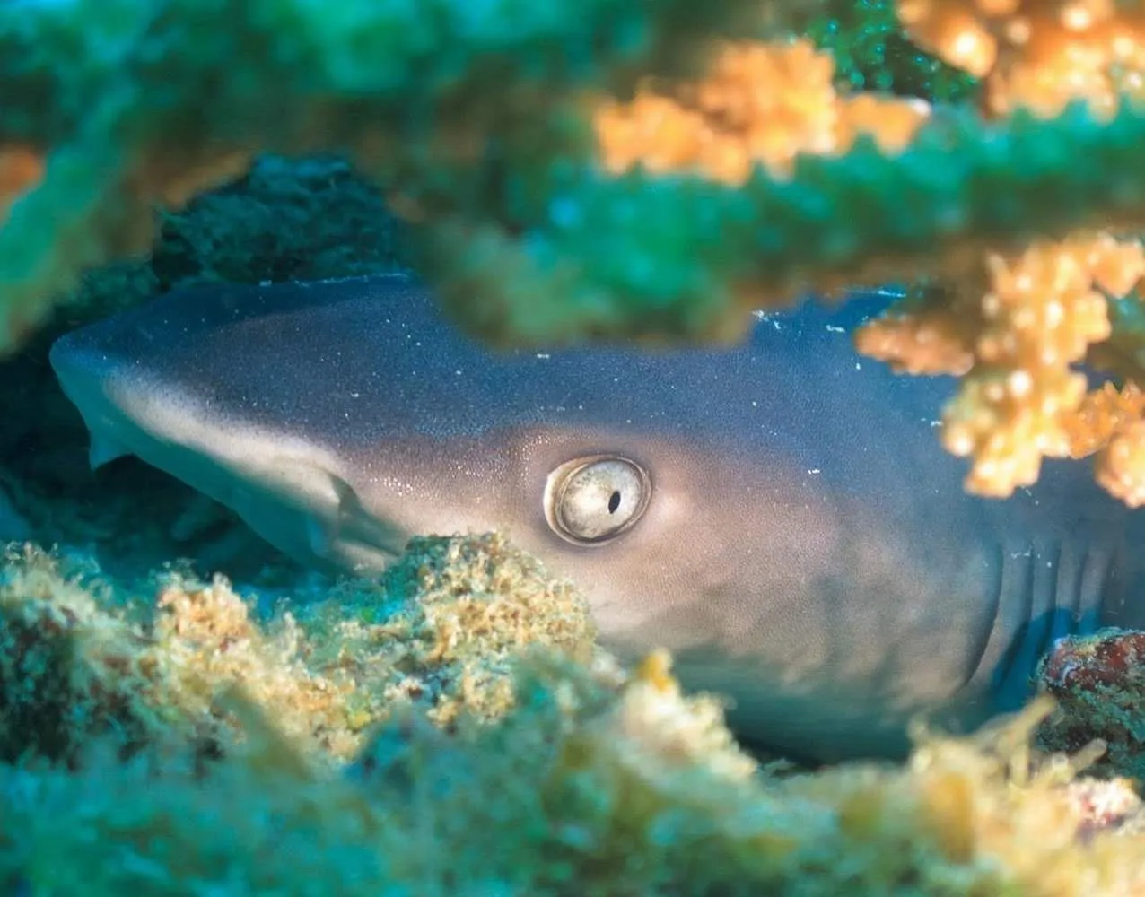 Whitetip reef shark hiding in coral