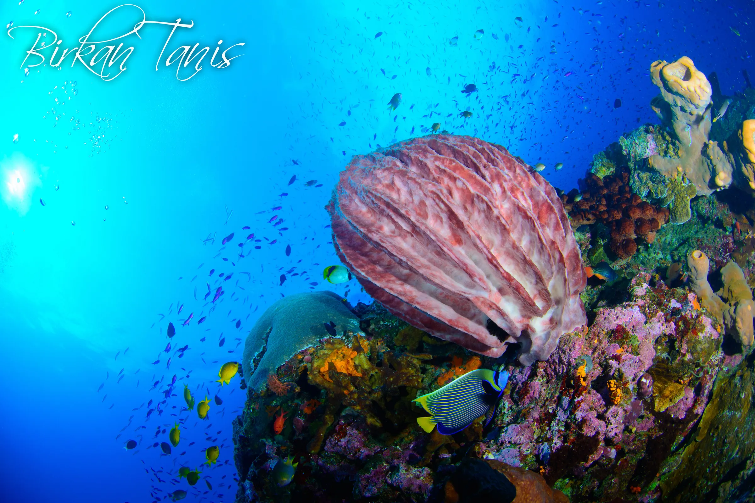 Pink barrel sponge close-up