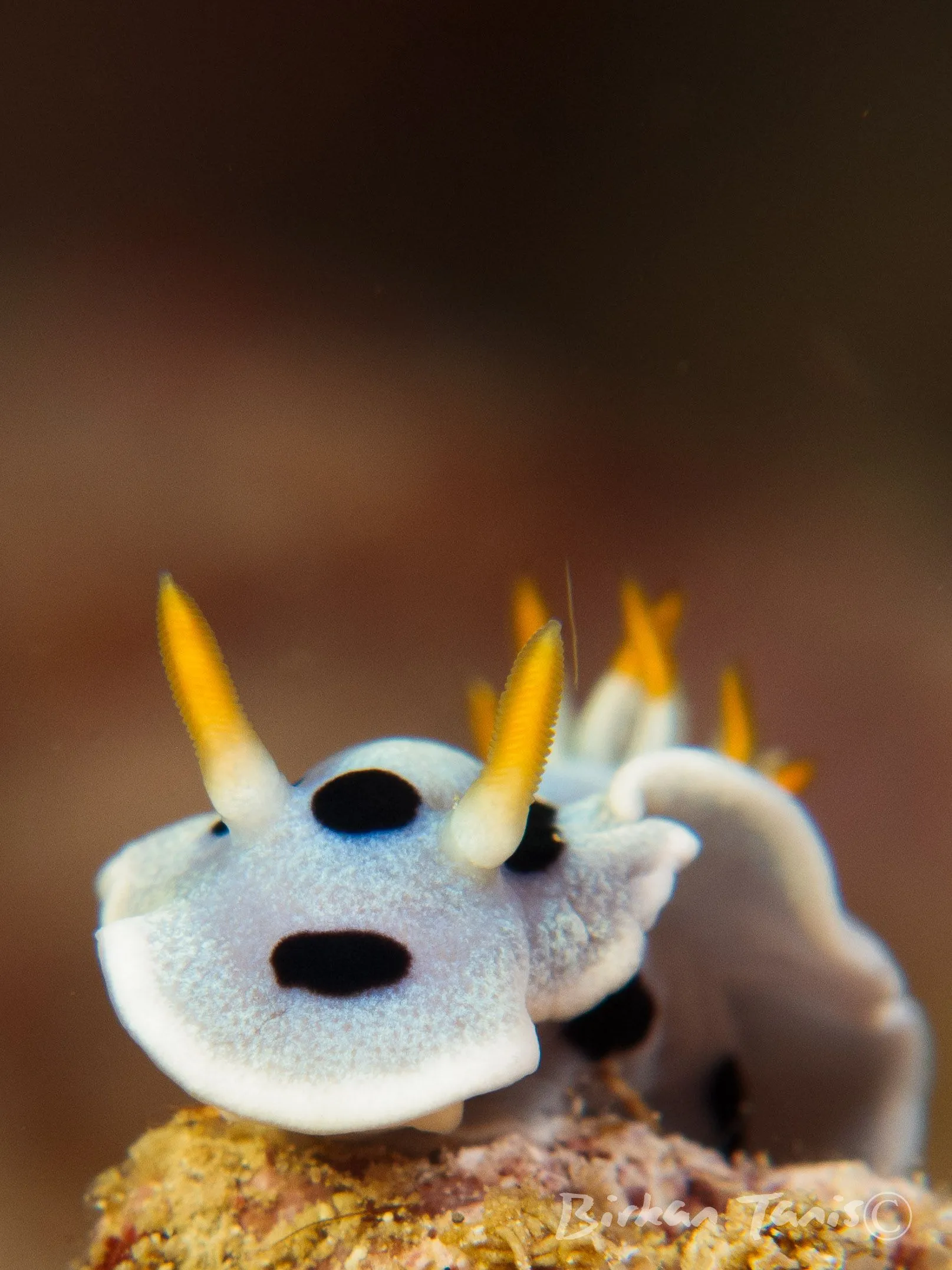 Yellow-rhinophore nudibranch