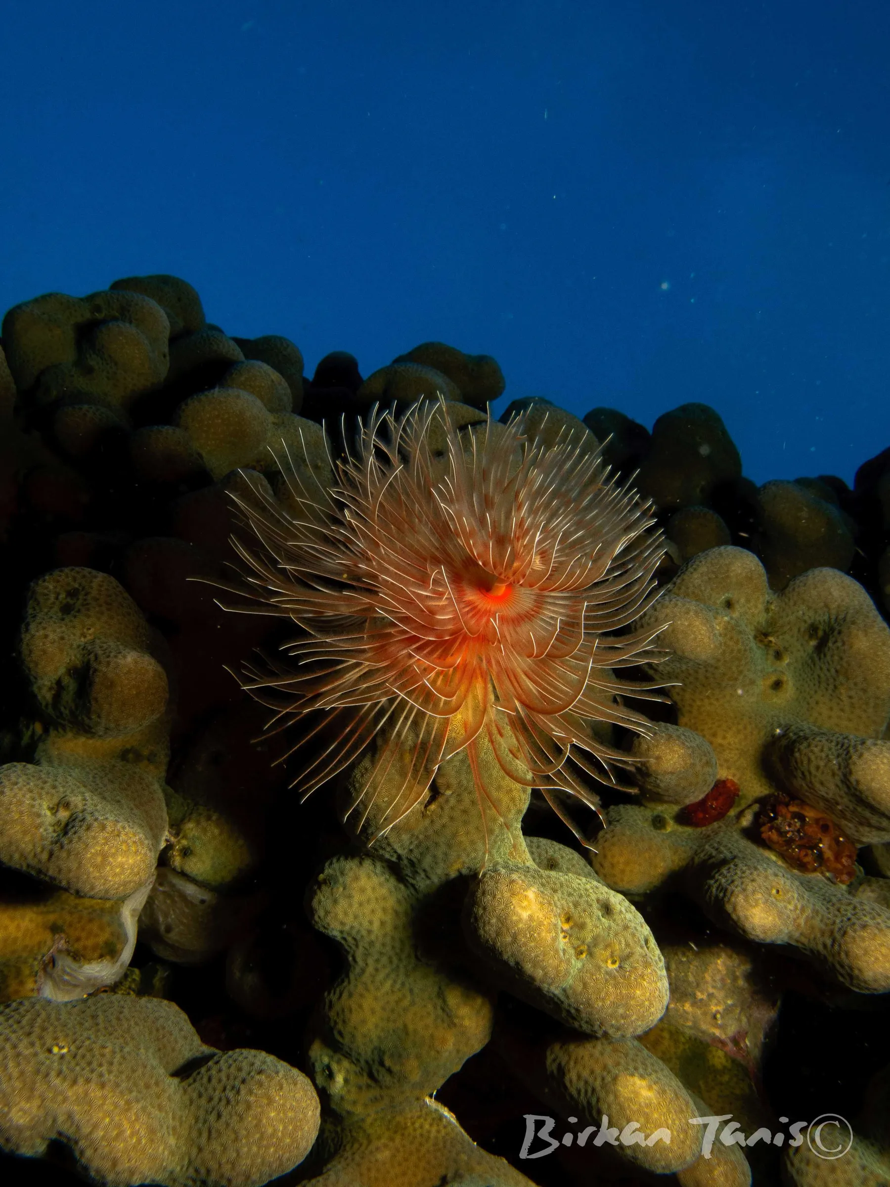 Tube anemone with shrimp