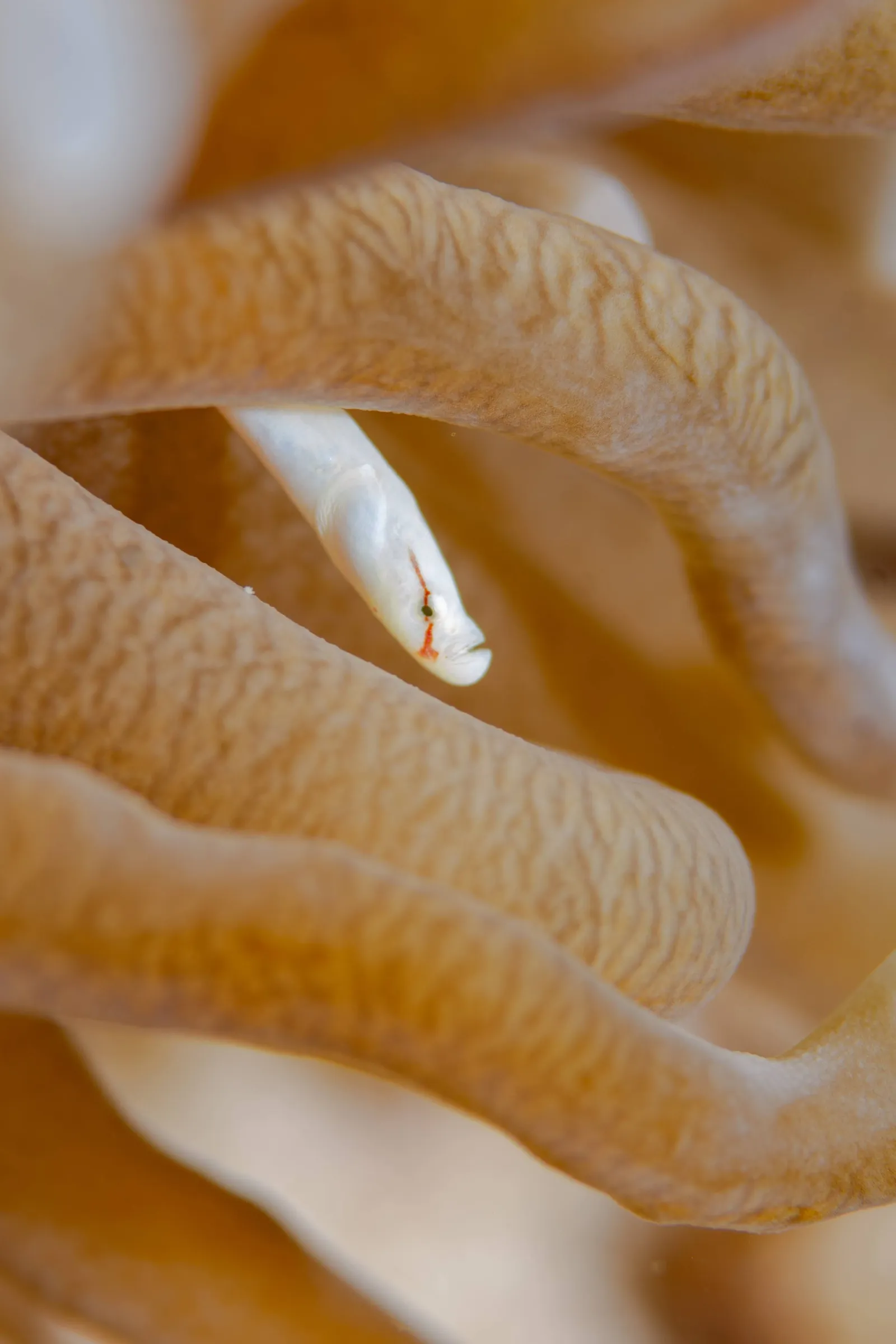 Anemone tentacles close-up