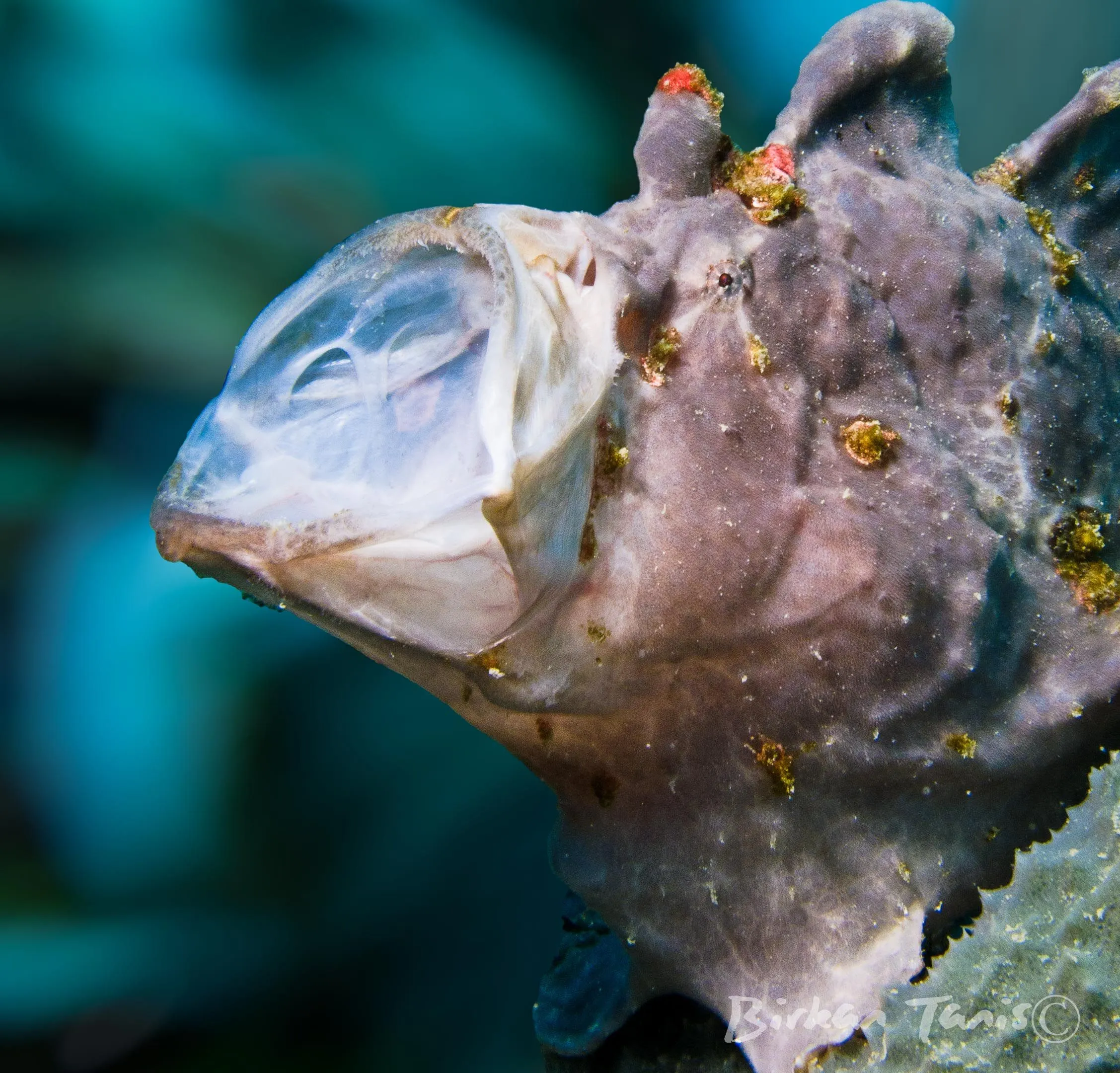 Frogfish portrait with lure