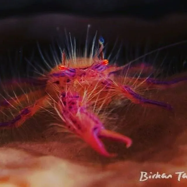 Hairy squat lobster