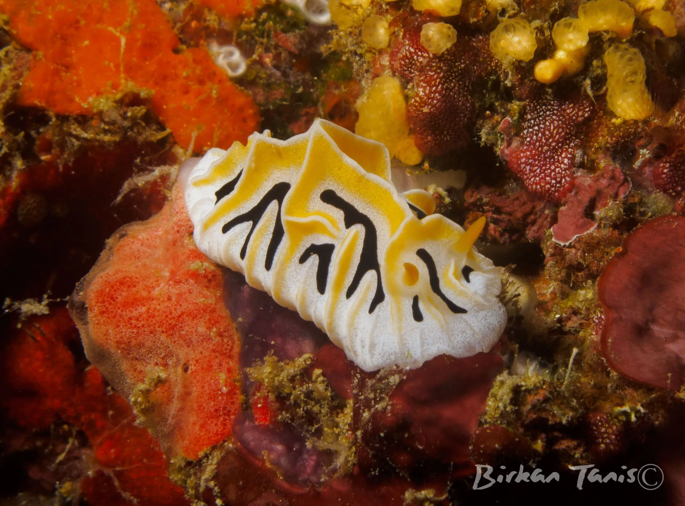 White nudibranch on sponge