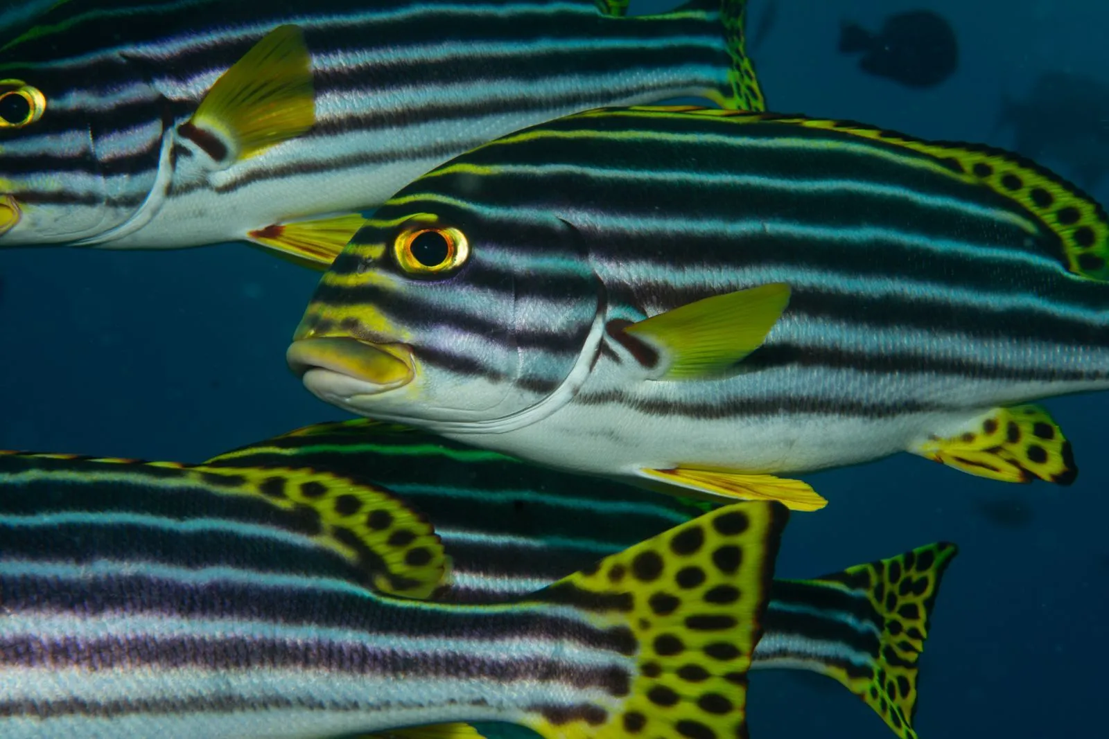 School of yellow striped sweetlips