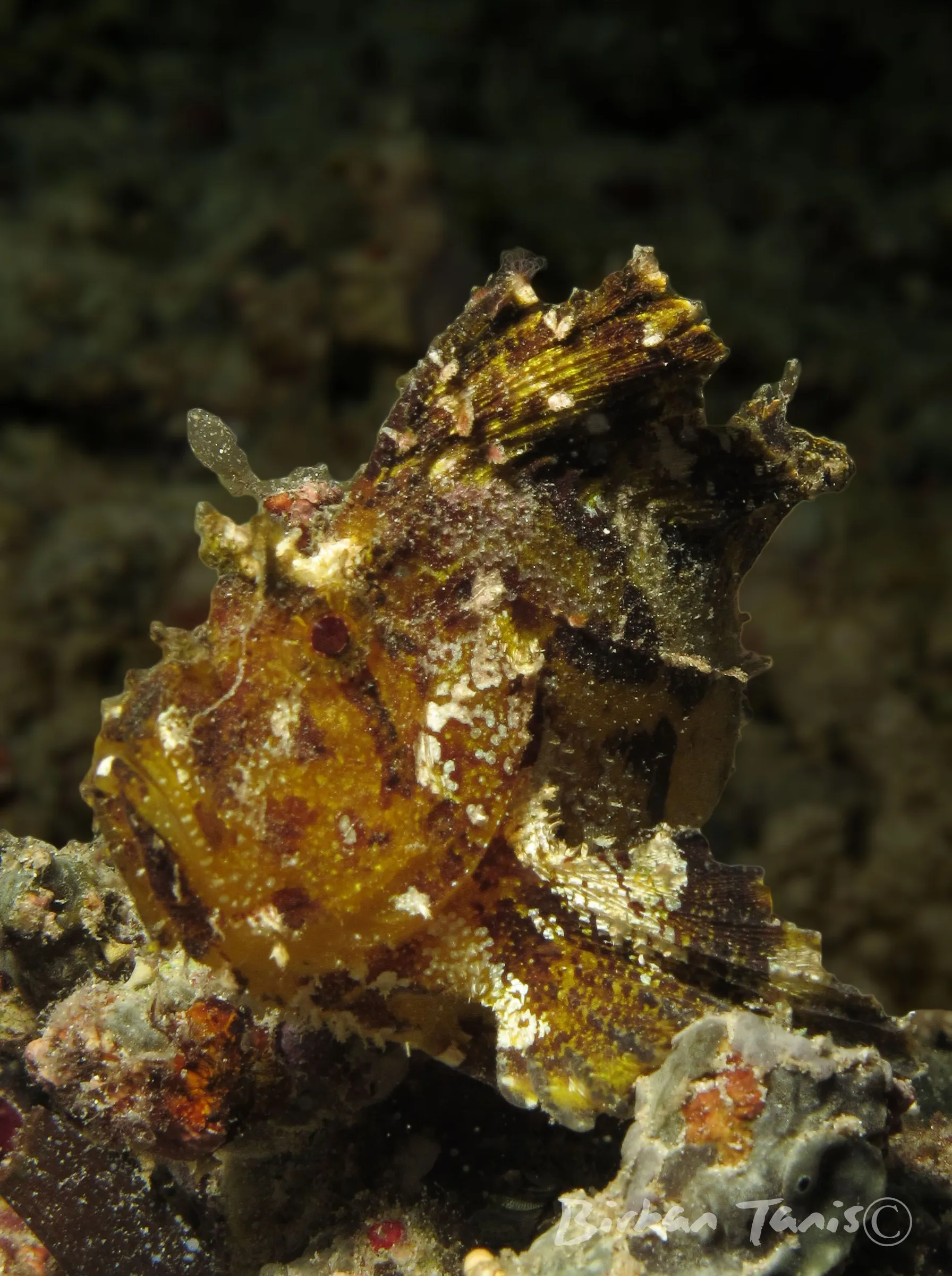 Frogfish camouflaged on rubble