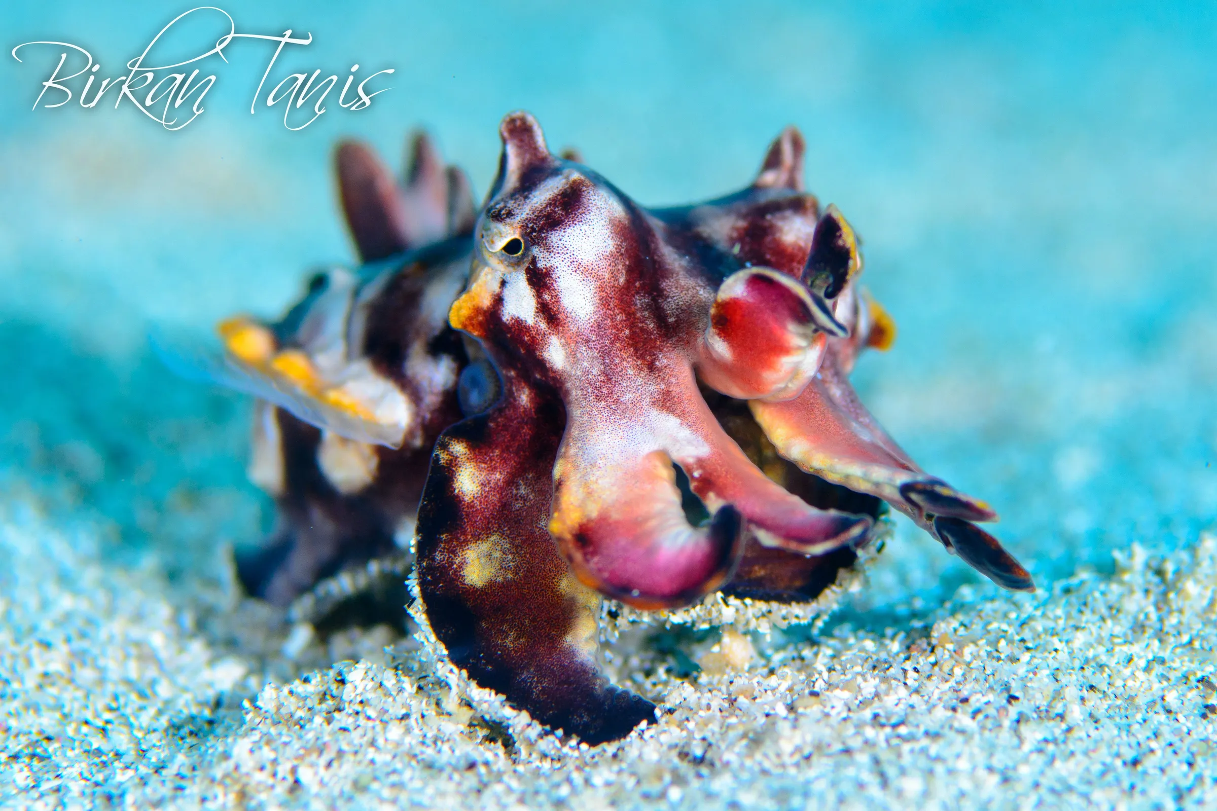 Flamboyant cuttlefish hunting