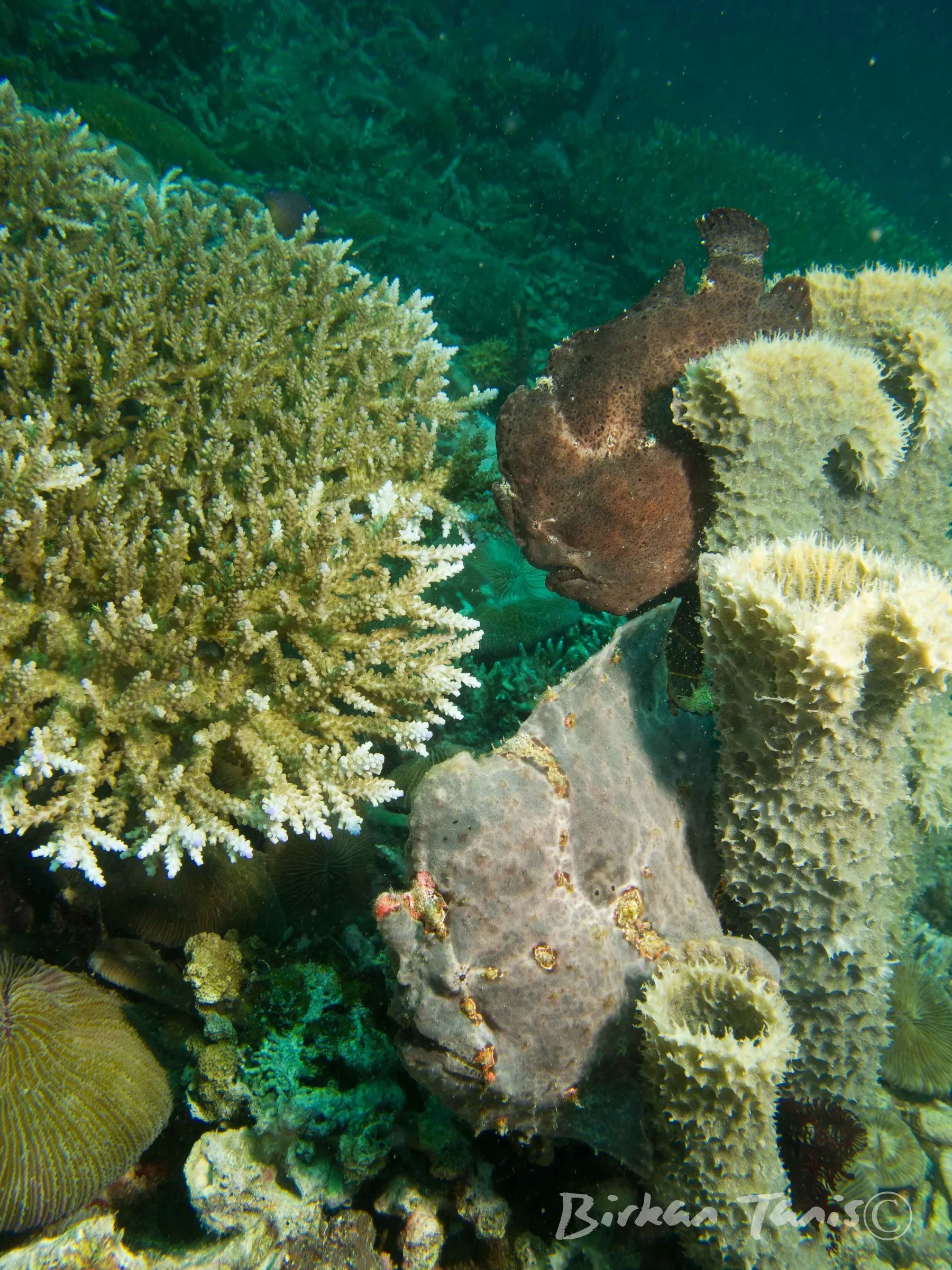 Pair of Giant frogfish in coral