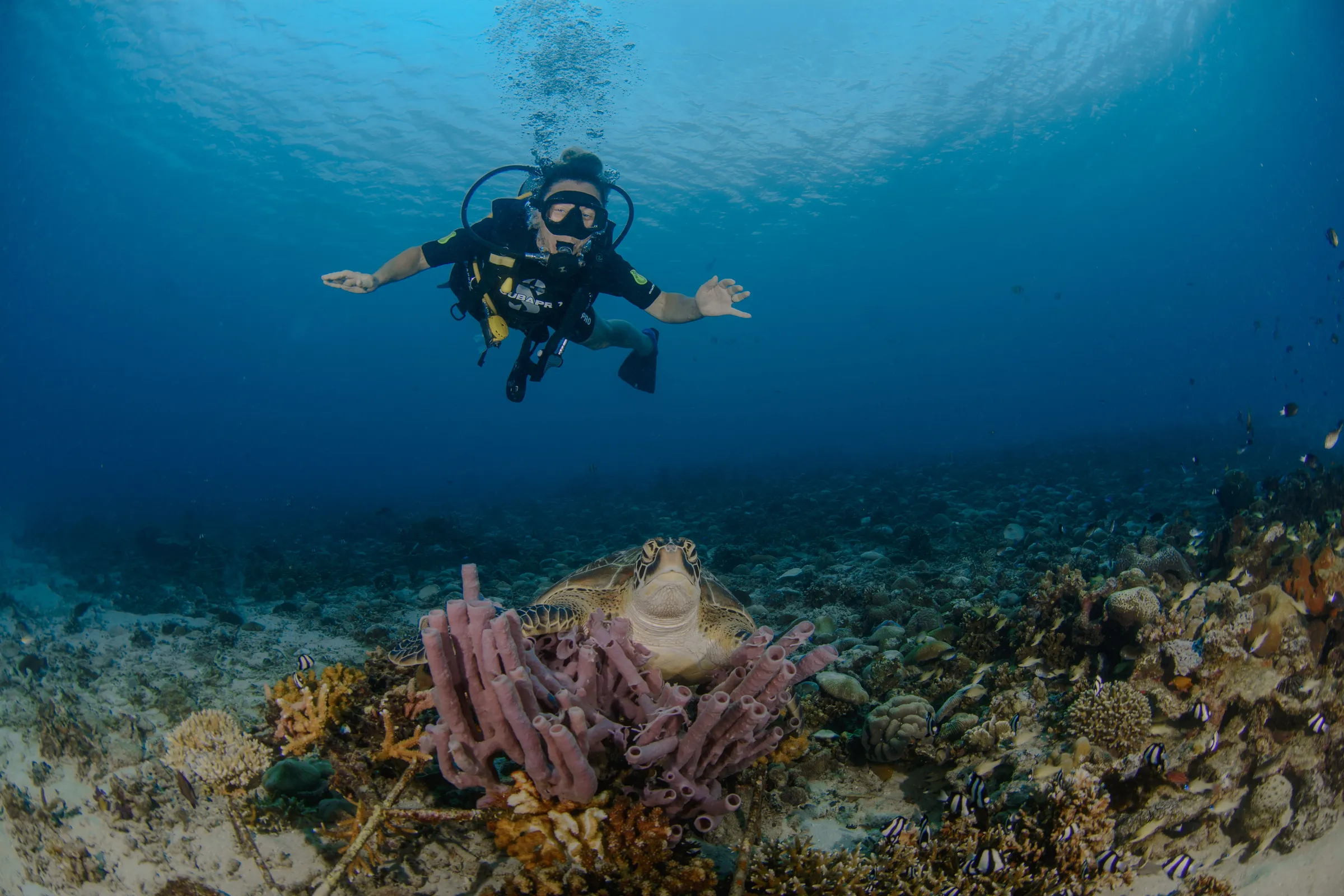 Diver hovering above pink coral
