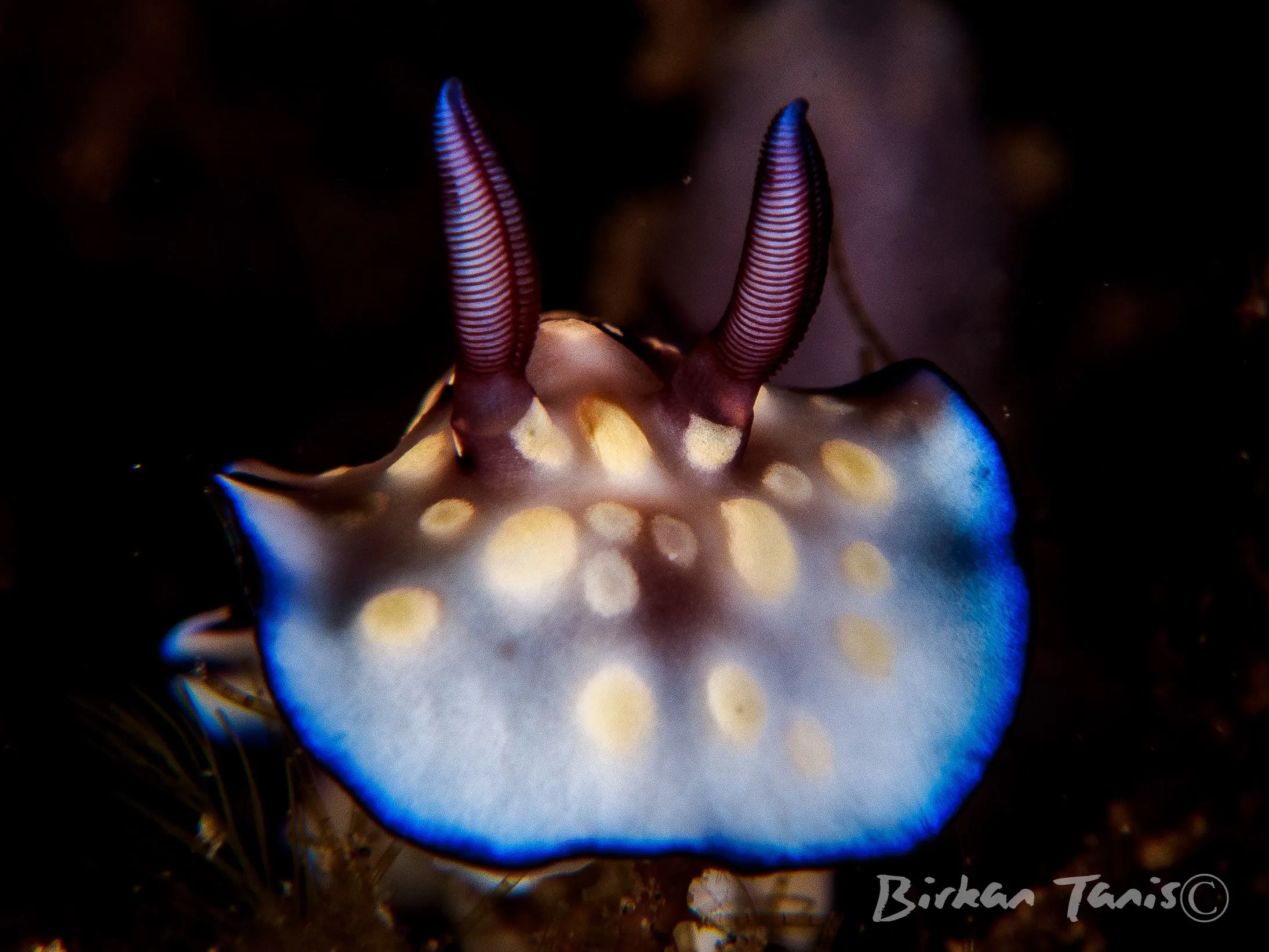 Nudibranch with rhinophores raised
