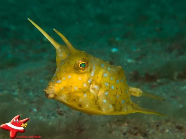 Longhorn cowfish on the reef