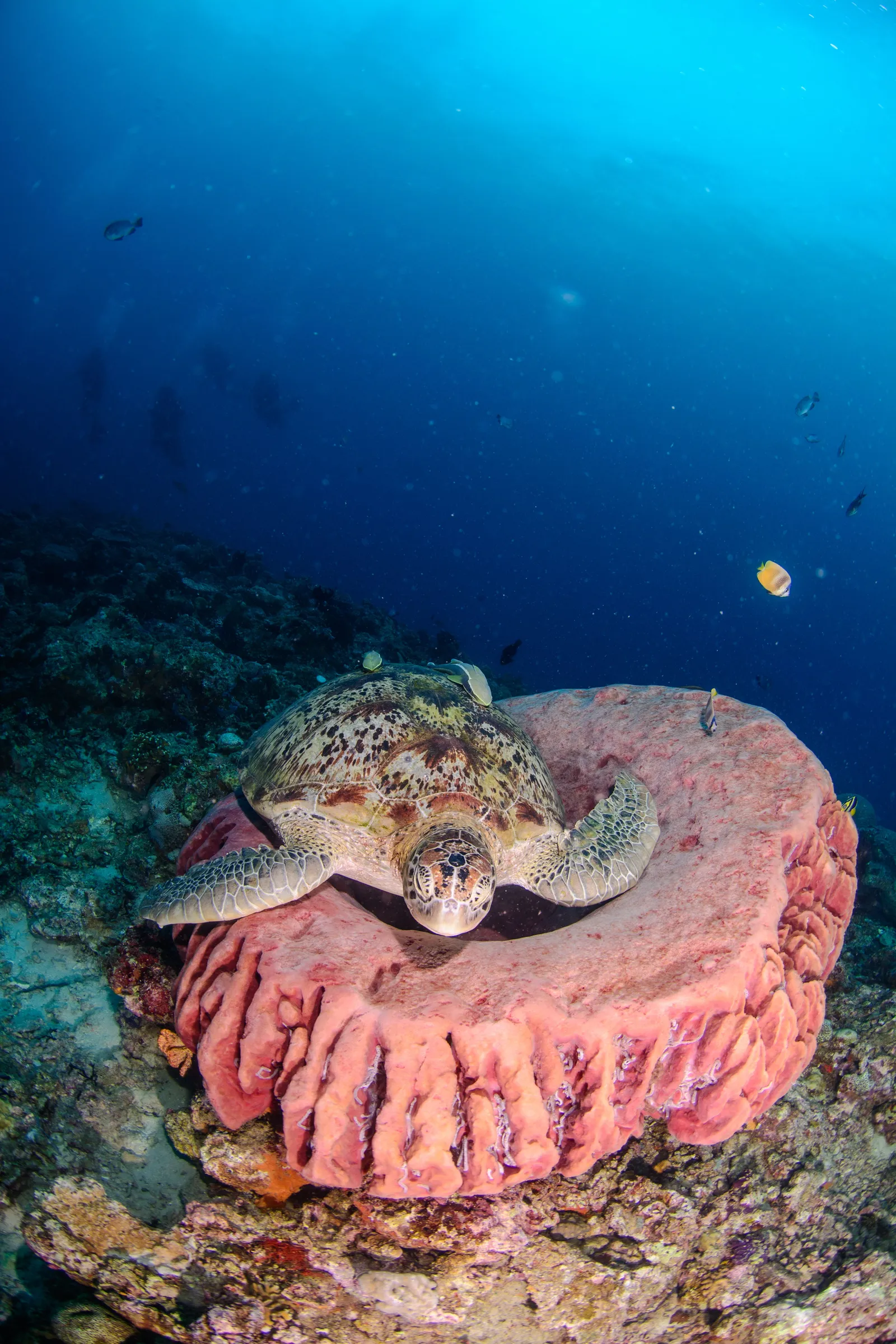Turtle settling onto a sponge