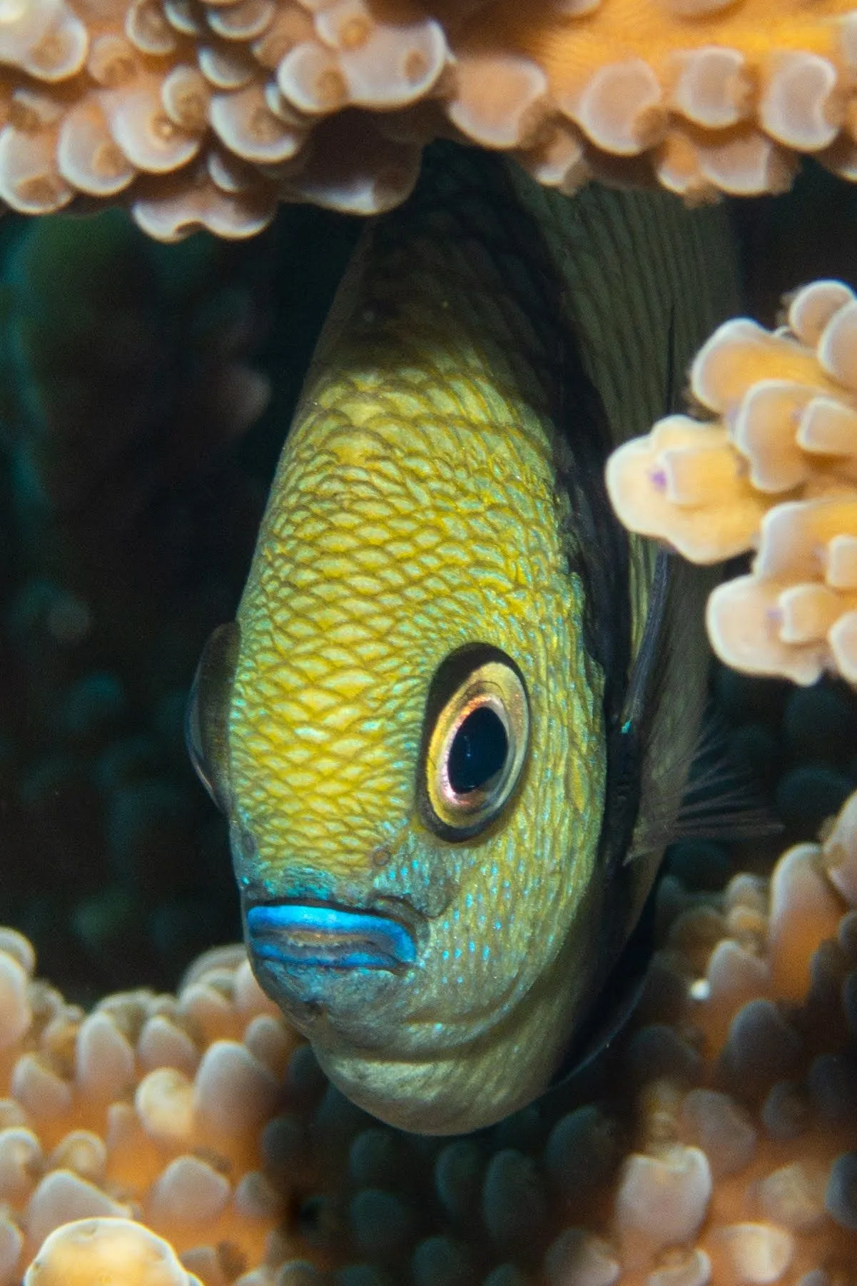 Damselfish hiding in anemone