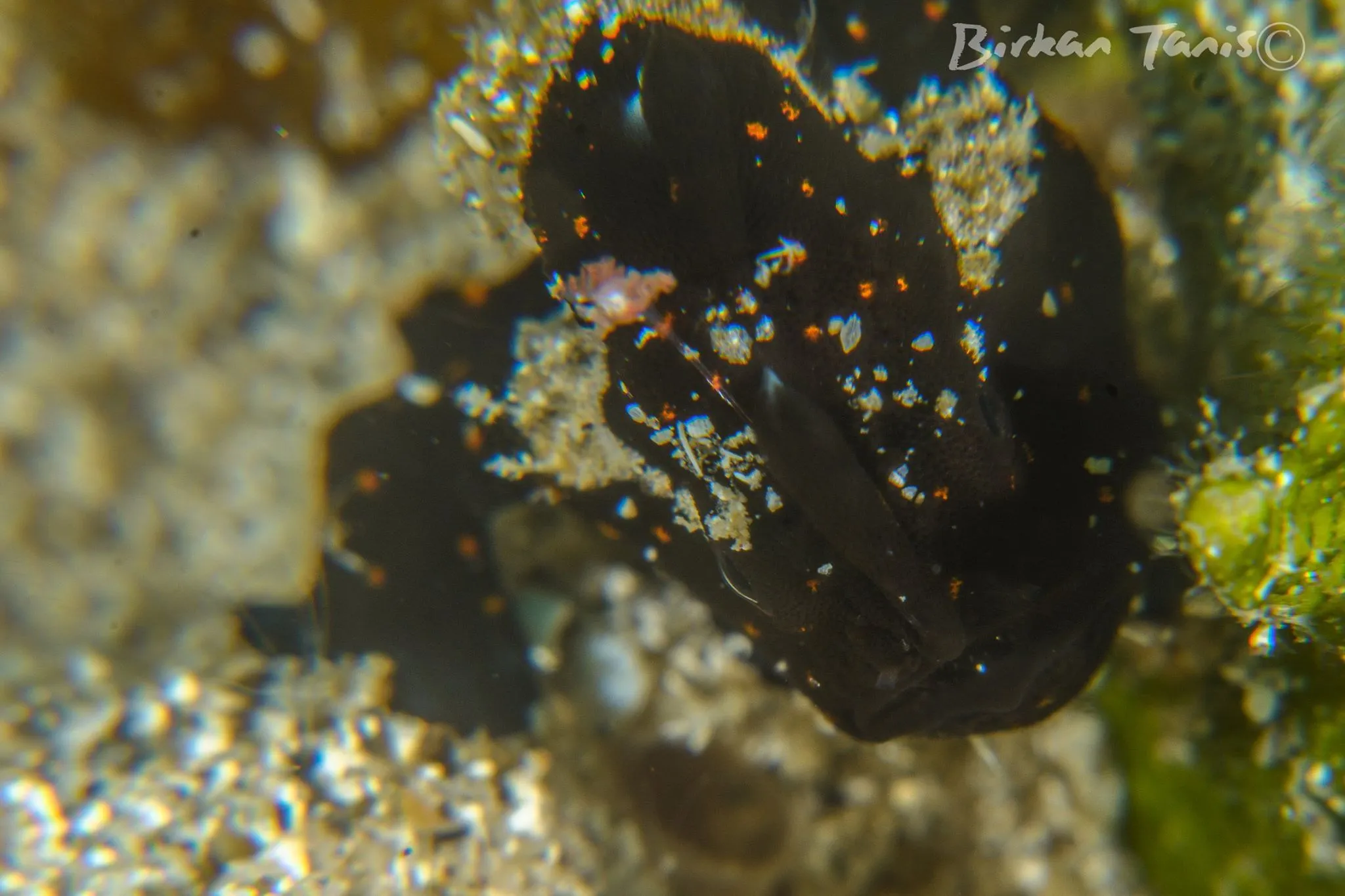 Juvenile frogfish