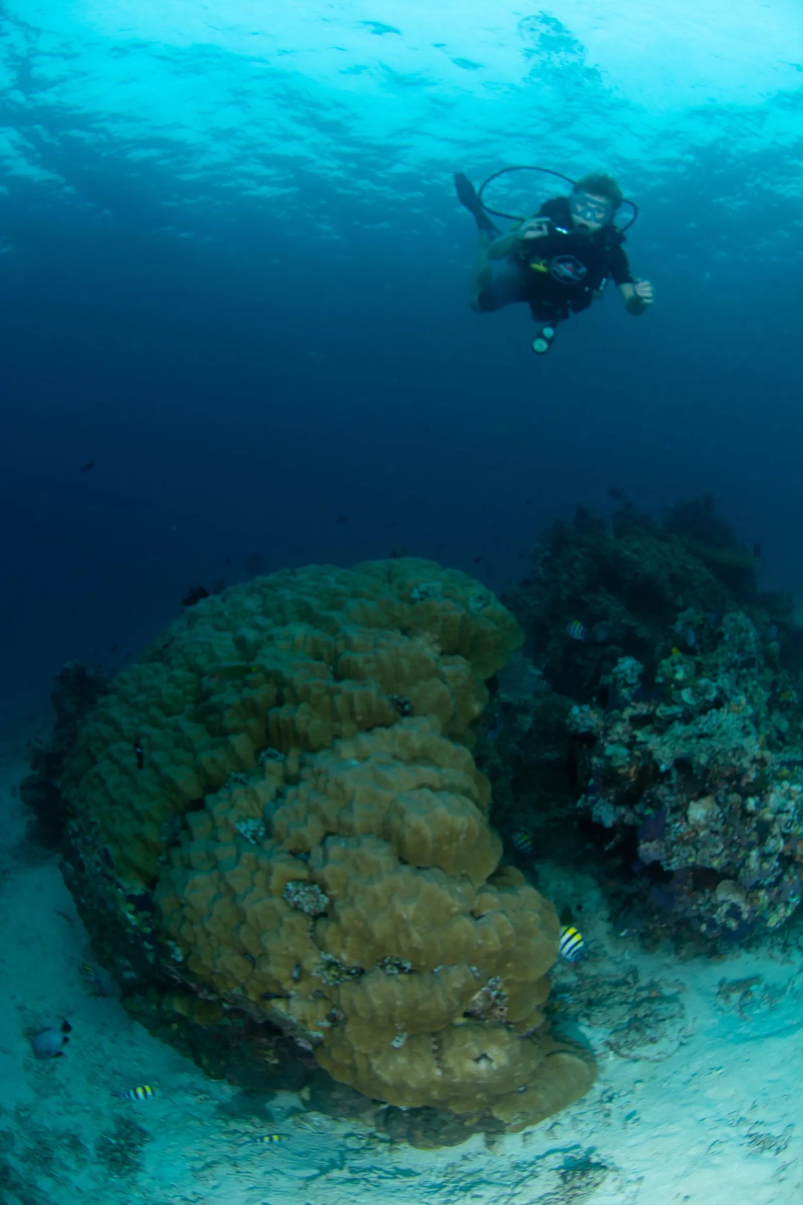 Coral colony close-up