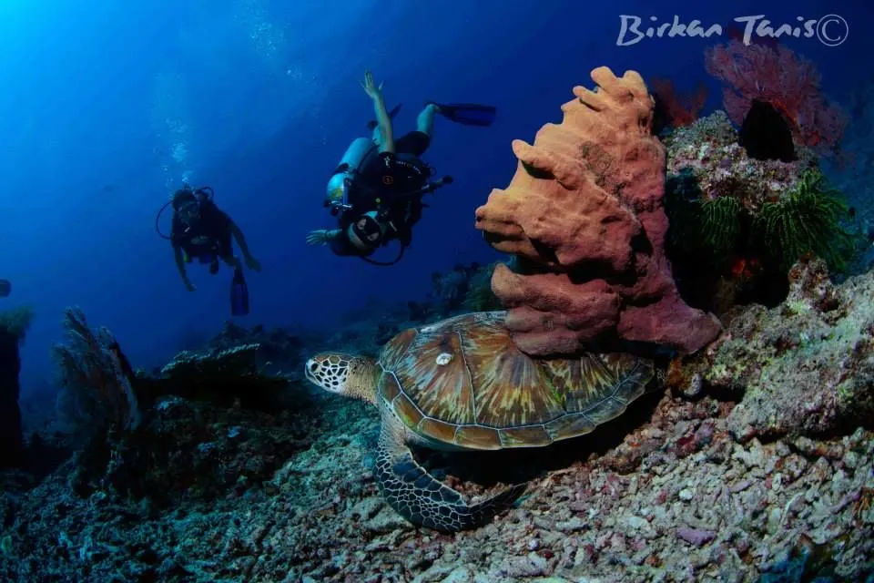 Diver beside giant barrel sponge