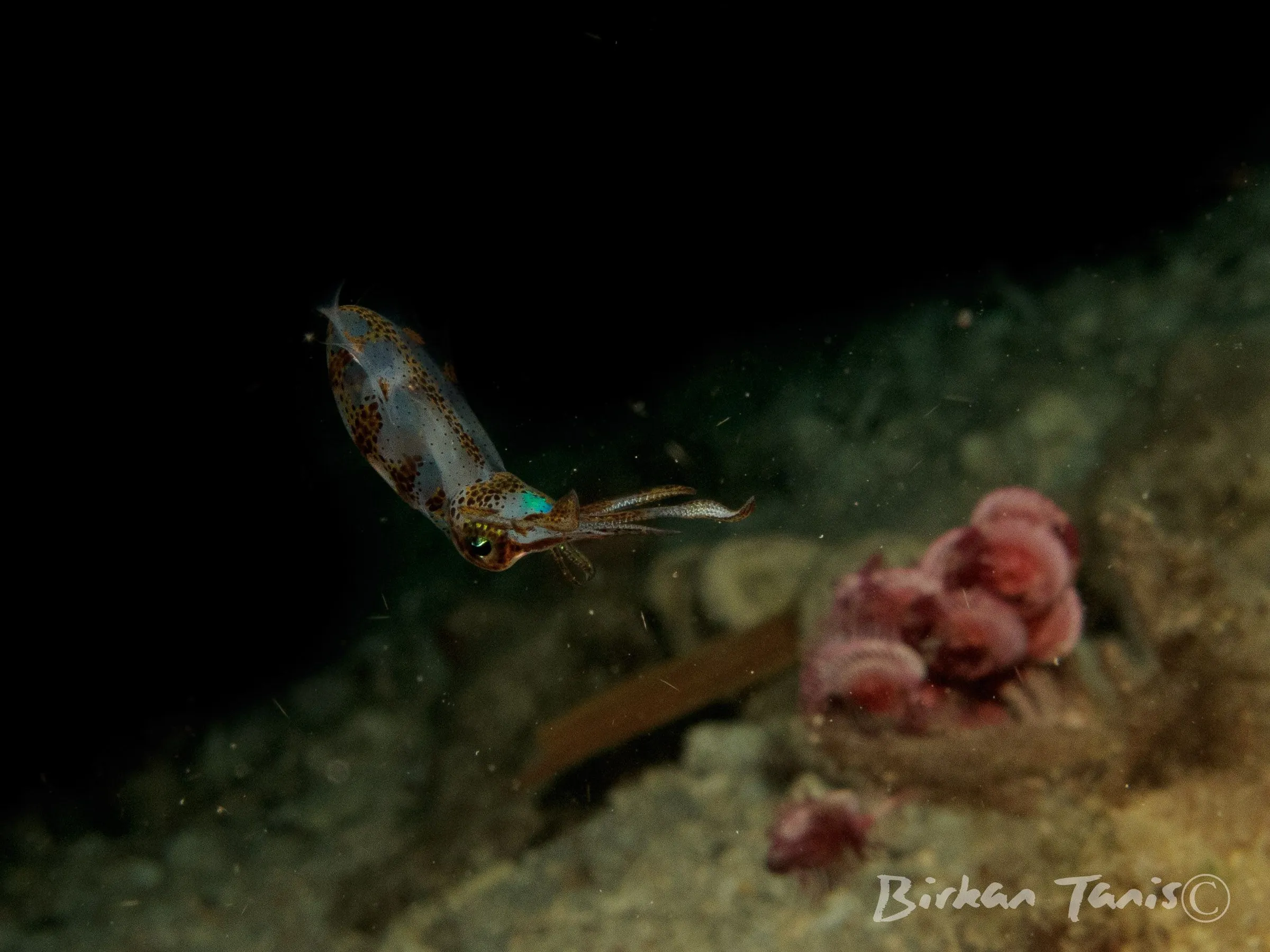 Squid at night