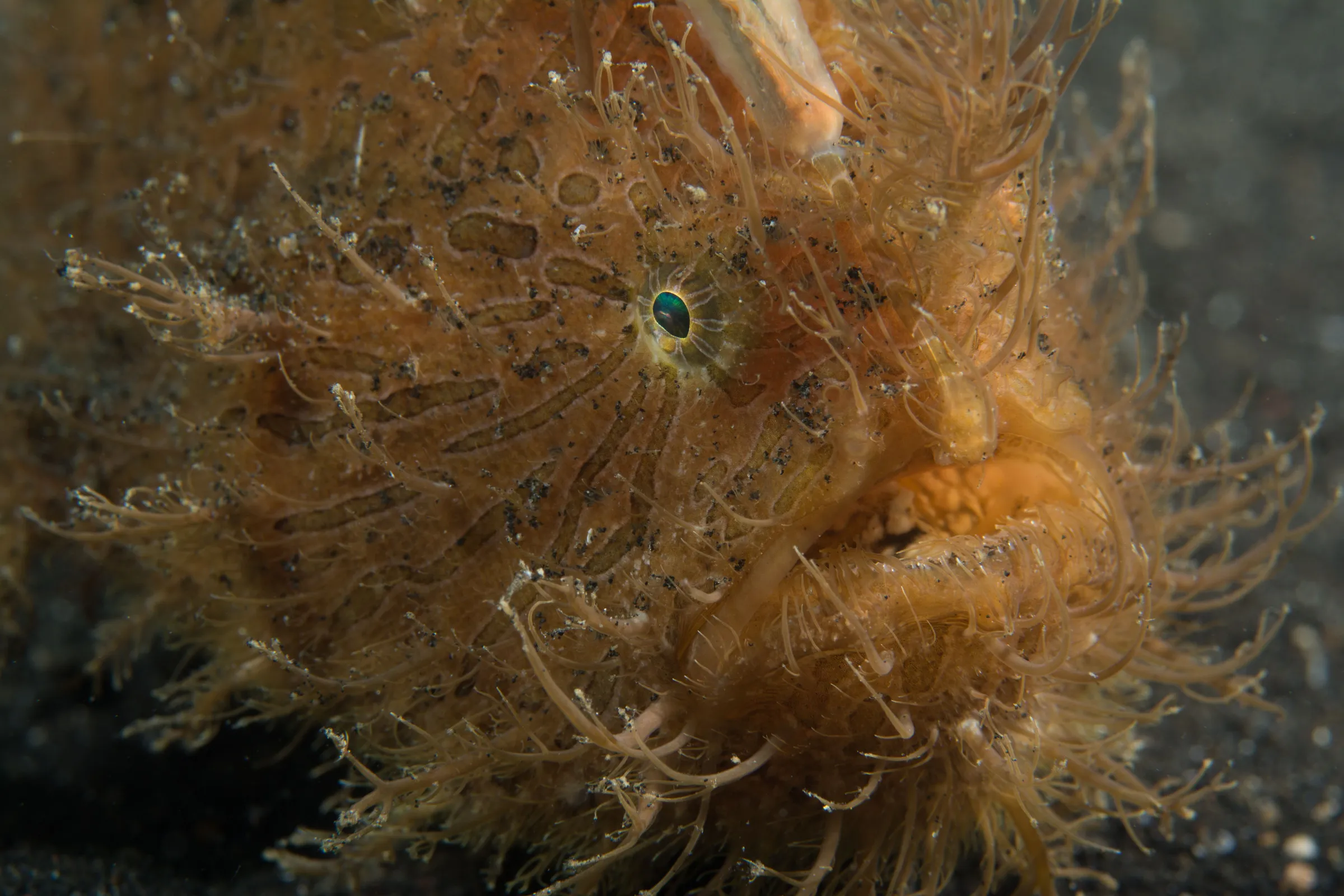 Hairy frogfish blending in